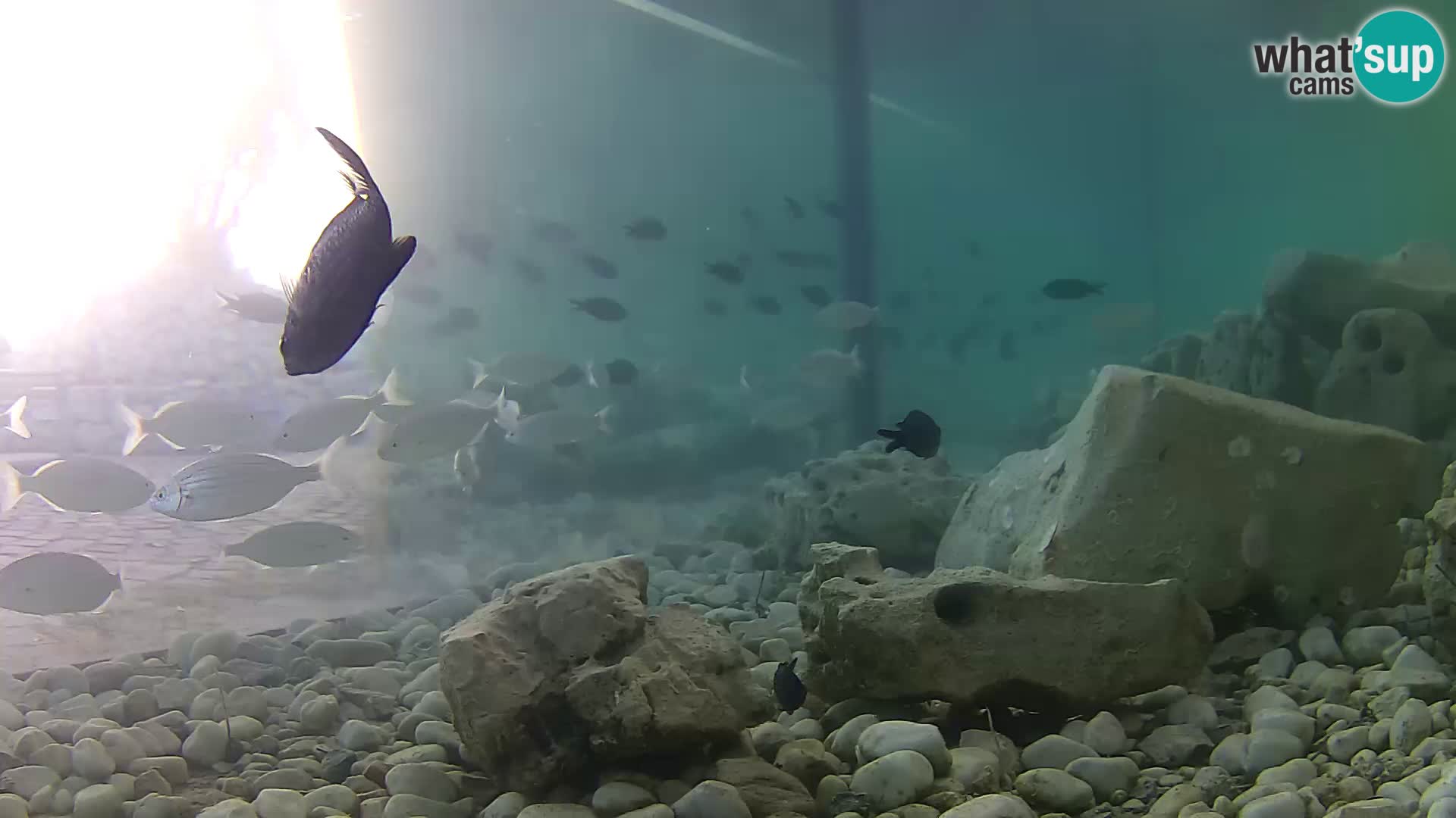 Webcam de l’aquarium marin extérieur de Rogoznica Croatie
