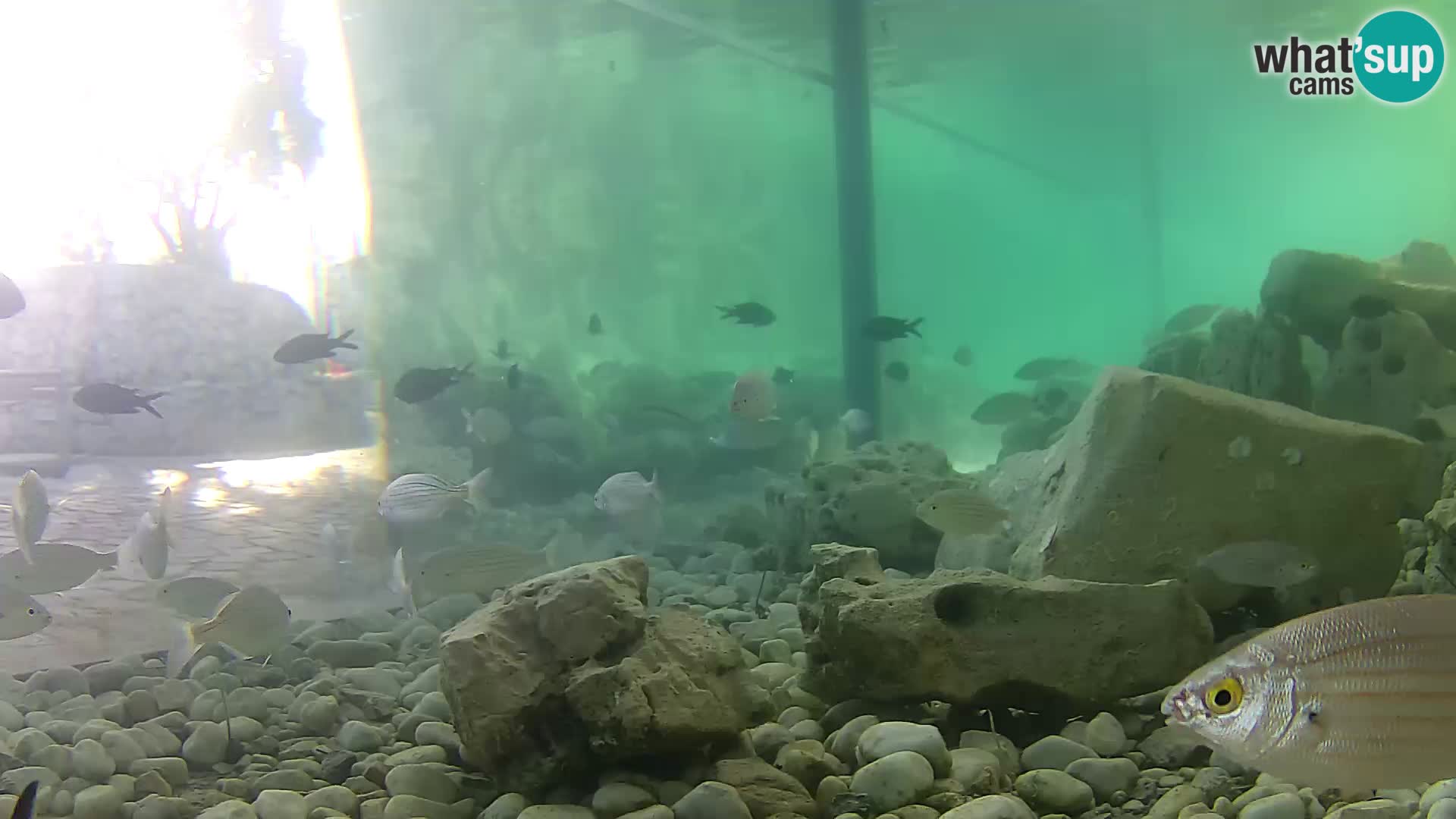 Outdoor Marine Aquarium Rogoznica webcam Croatia