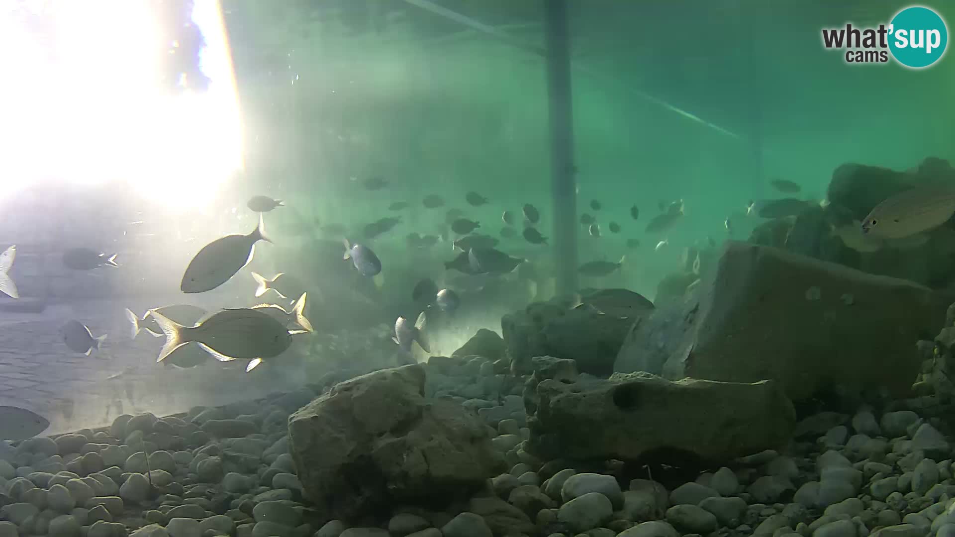 Zunanji morski akvarij Rogoznica spletna kamera Hrvaška