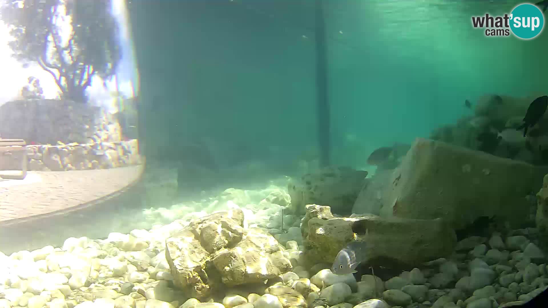 Aquario marino esterno –  Rogoznica livecam Croazia