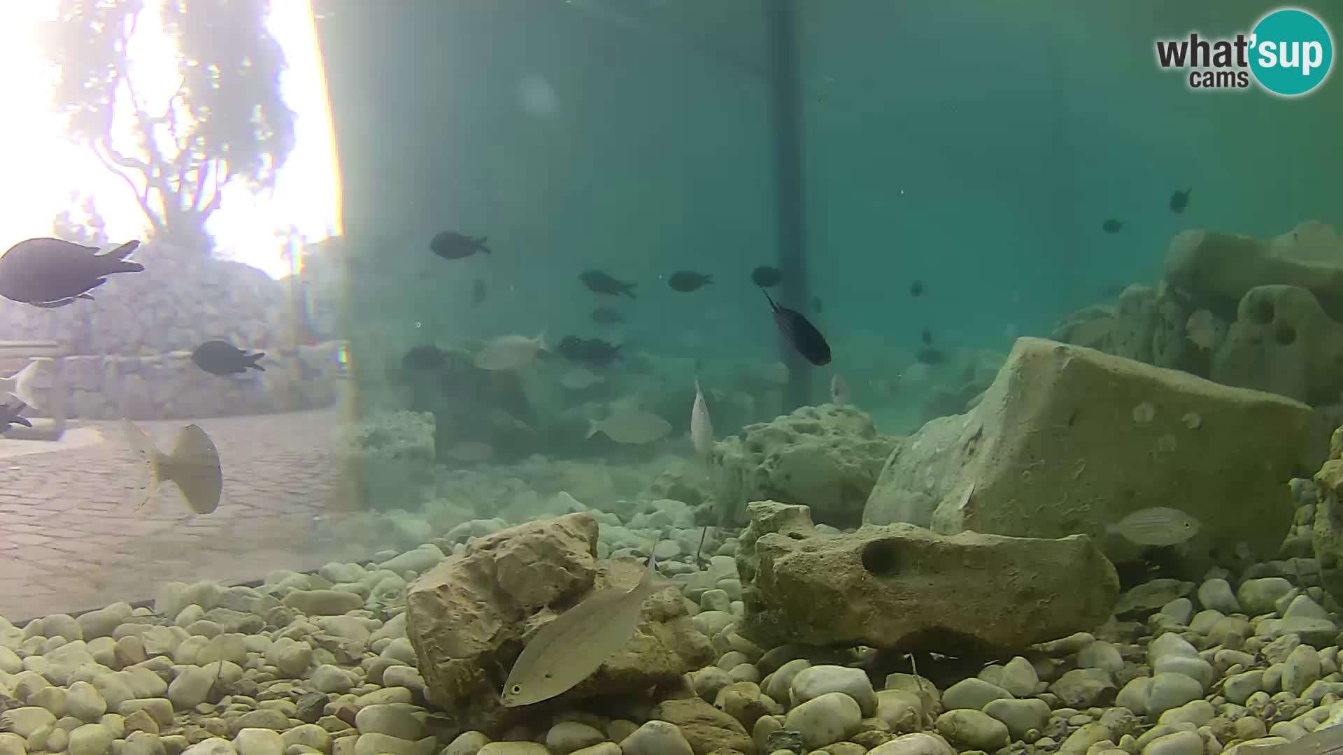 Acuario marino al aire libre Rogoznica webcam Croacia