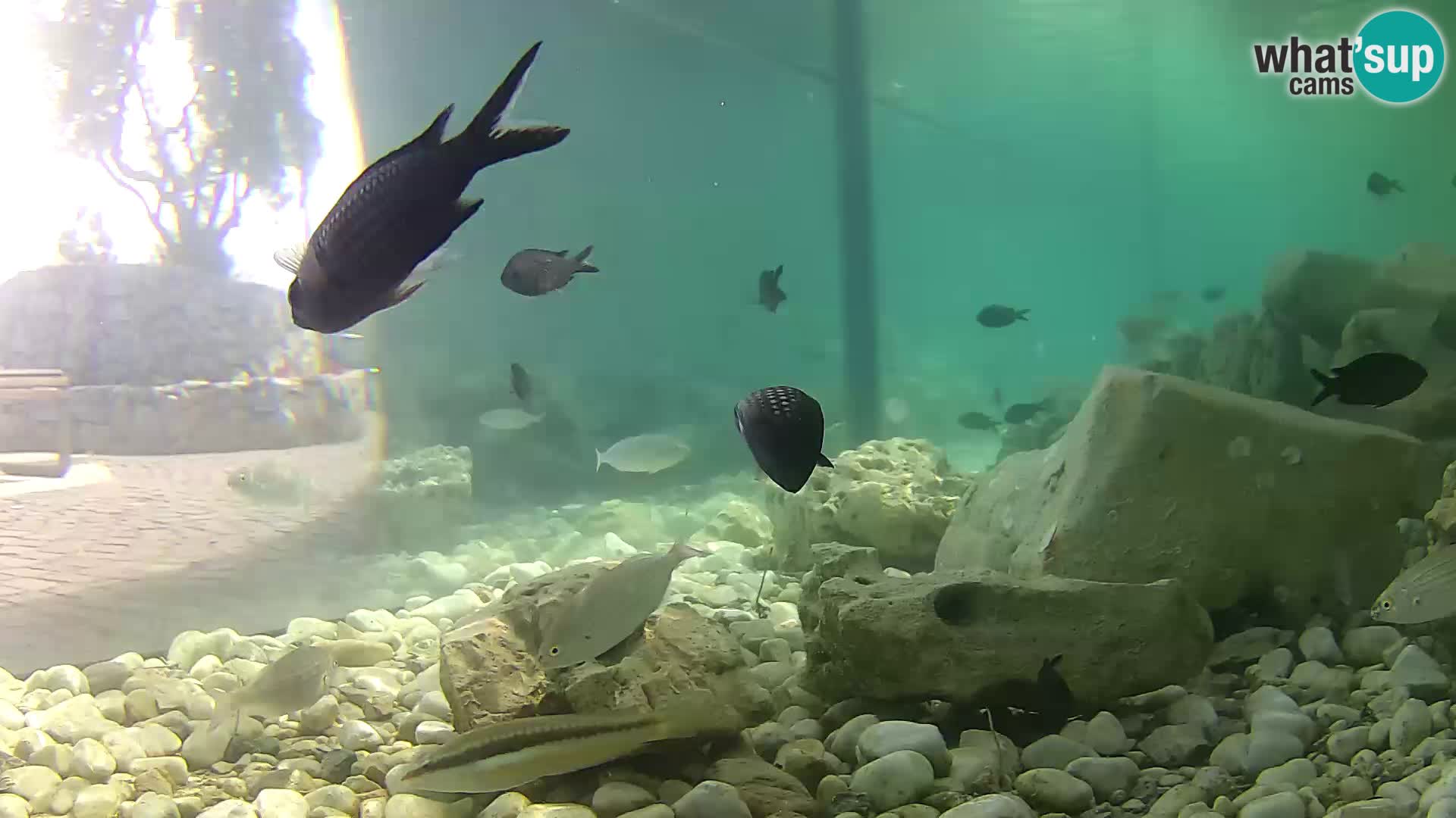 Zunanji morski akvarij Rogoznica spletna kamera Hrvaška