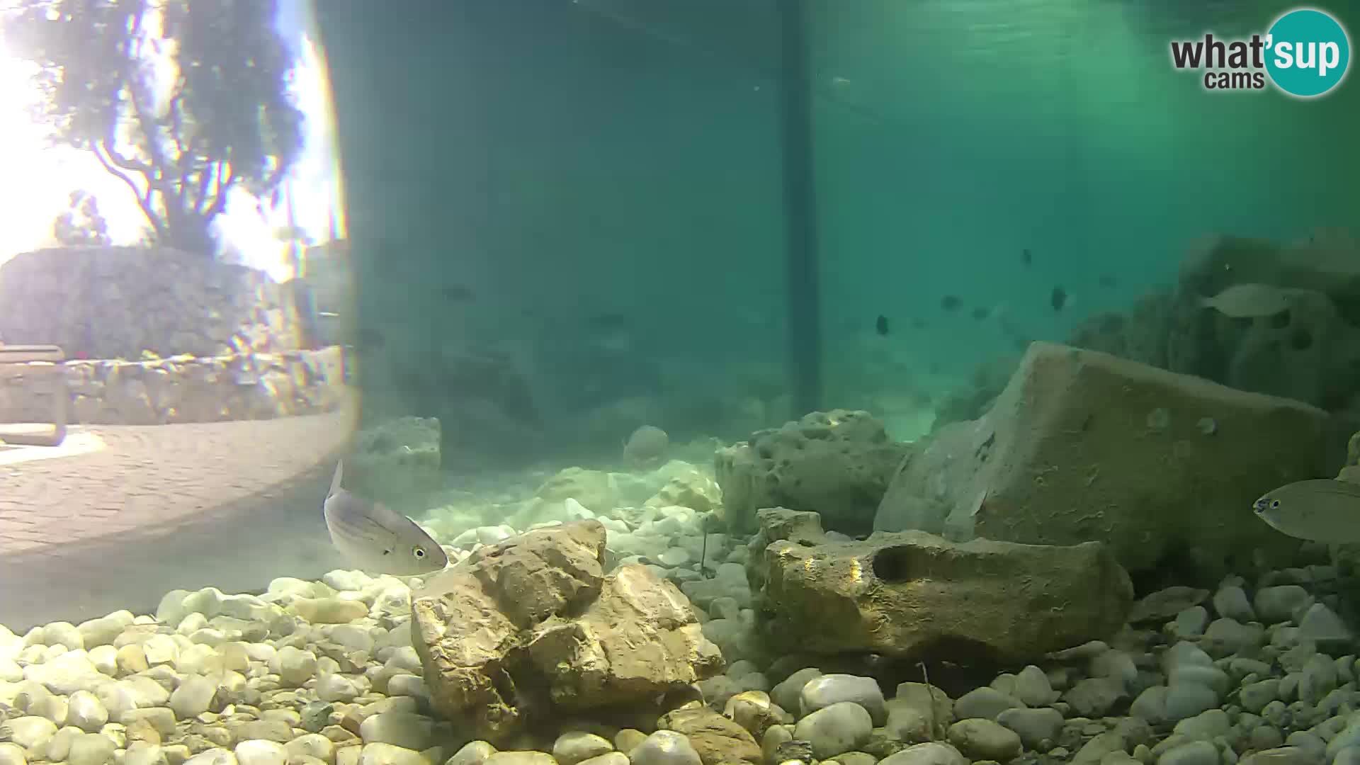 Outdoor Marine Aquarium Rogoznica webcam Croatia