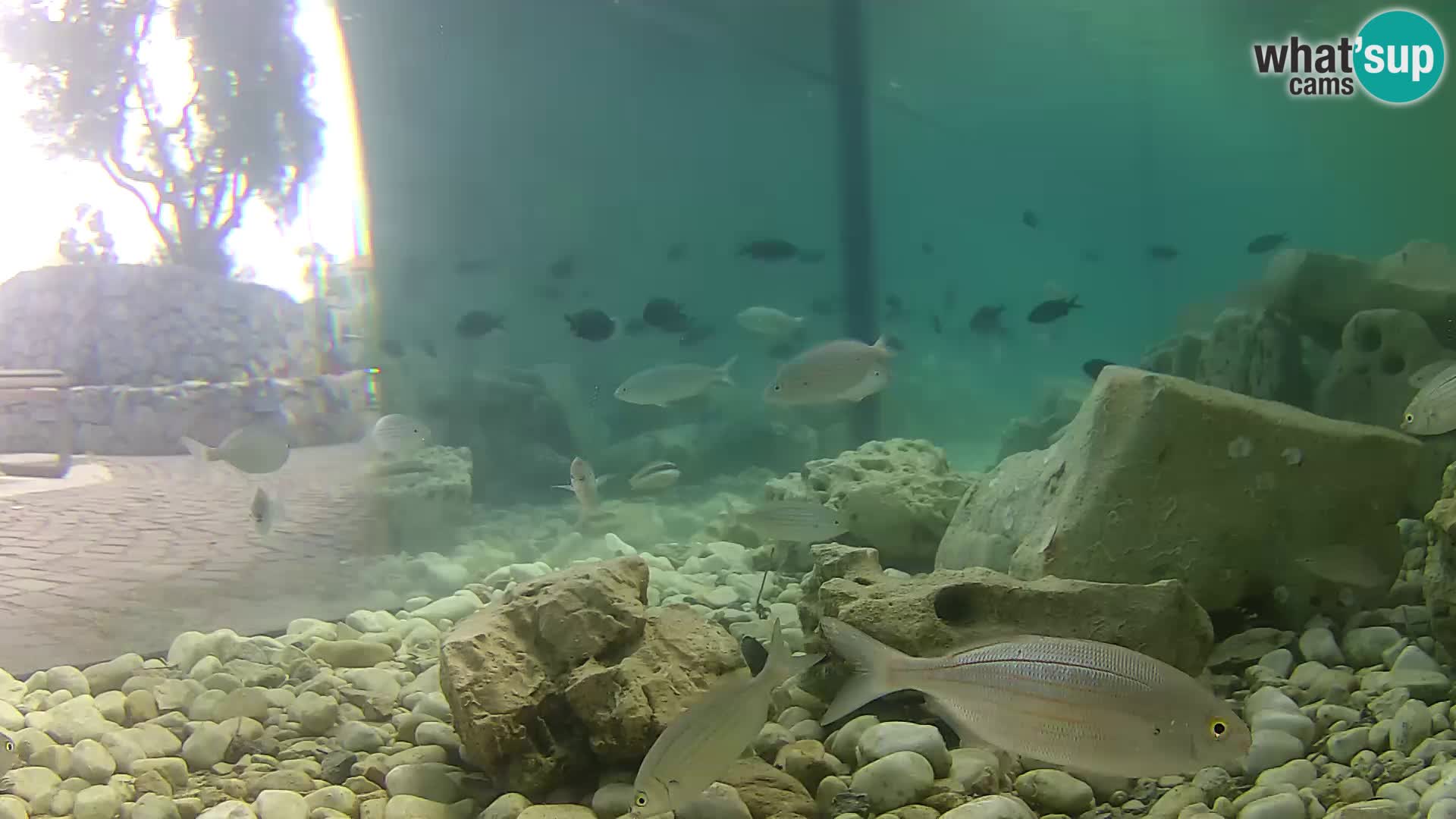 Webcam de l’aquarium marin extérieur de Rogoznica Croatie
