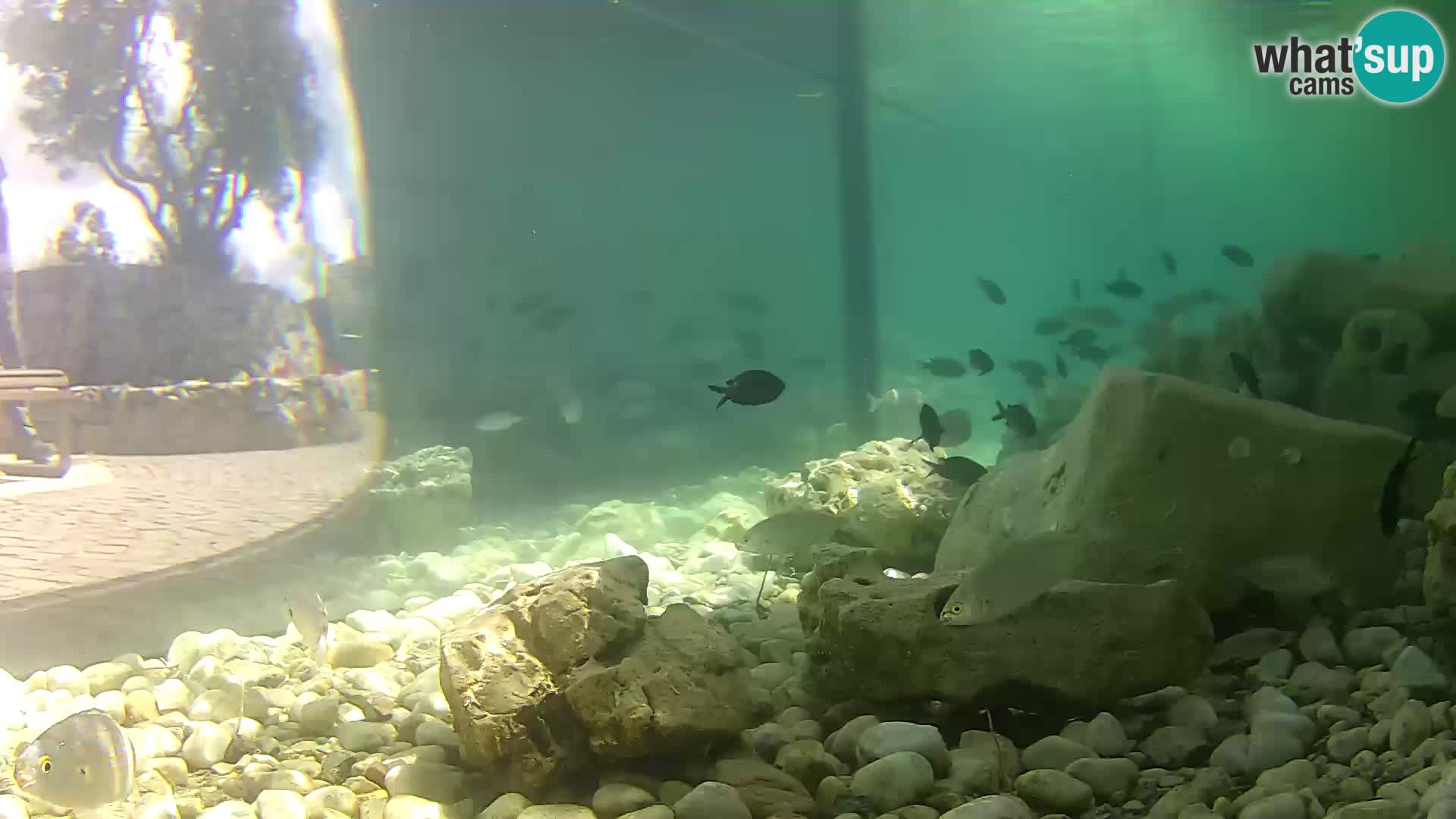 Webcam de l’aquarium marin extérieur de Rogoznica Croatie
