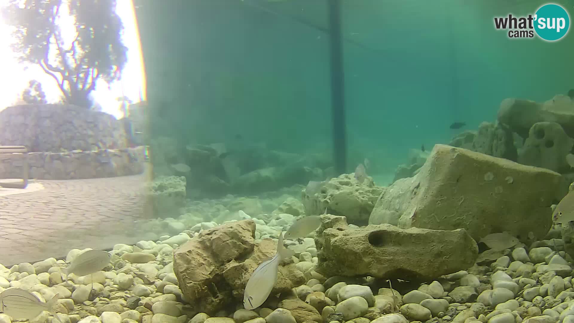 Outdoor Marine Aquarium Rogoznica webcam Croatia