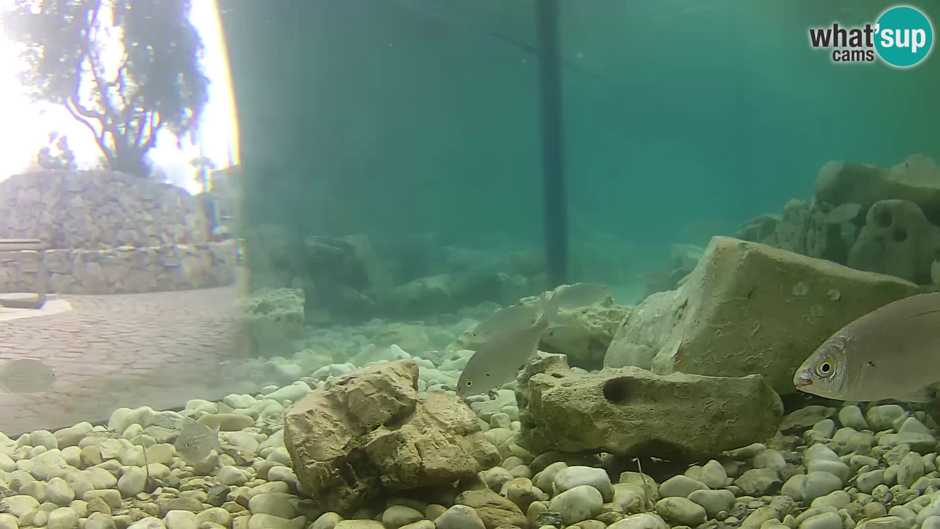 Acuario marino al aire libre Rogoznica webcam Croacia
