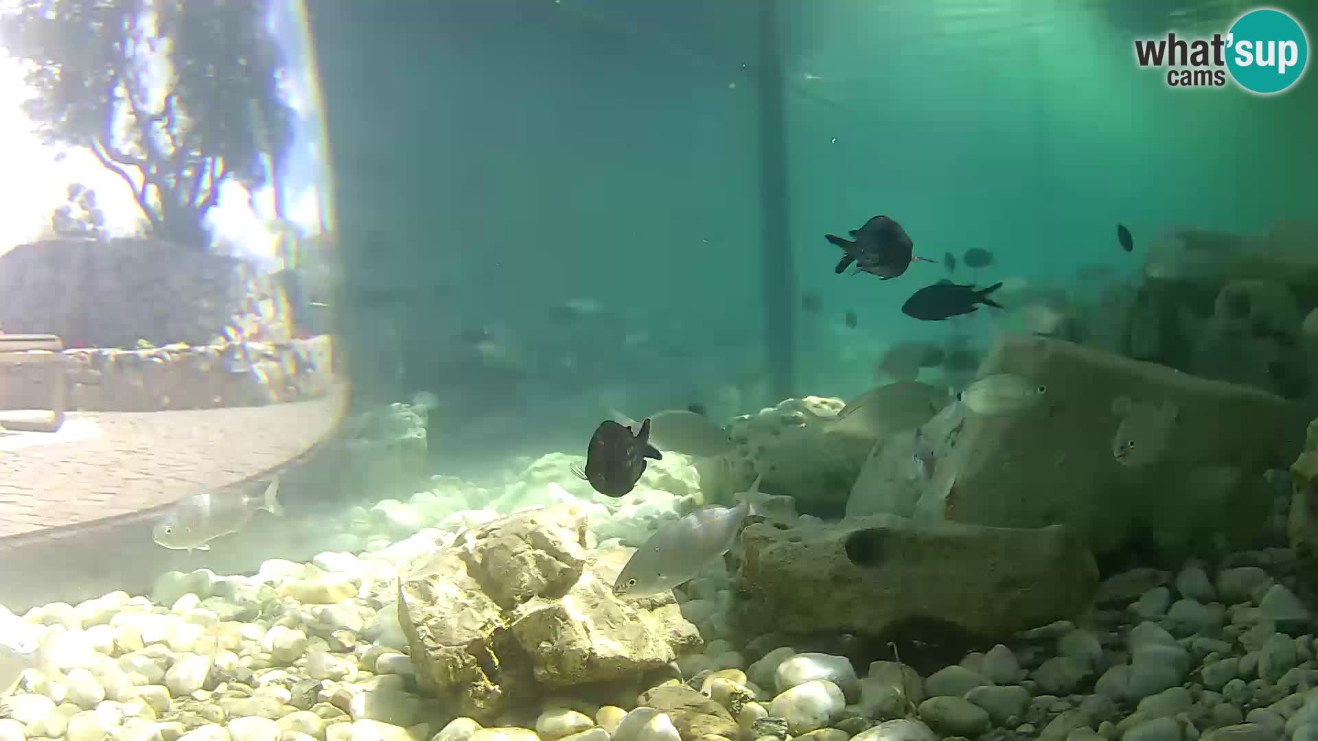 Marine Aquarium im Freien Rogoznica webcam Kroatien