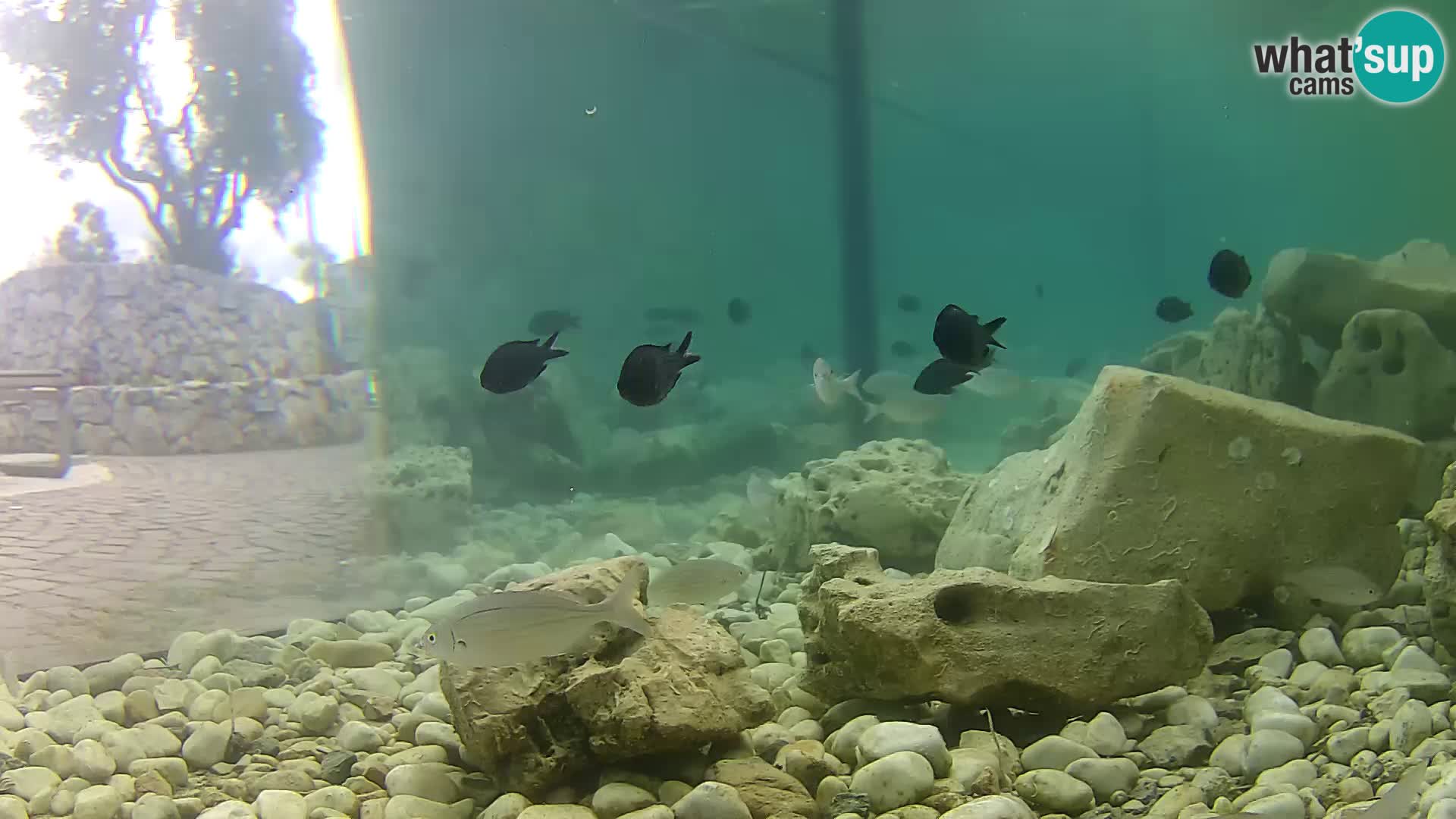 Acuario marino al aire libre Rogoznica webcam Croacia