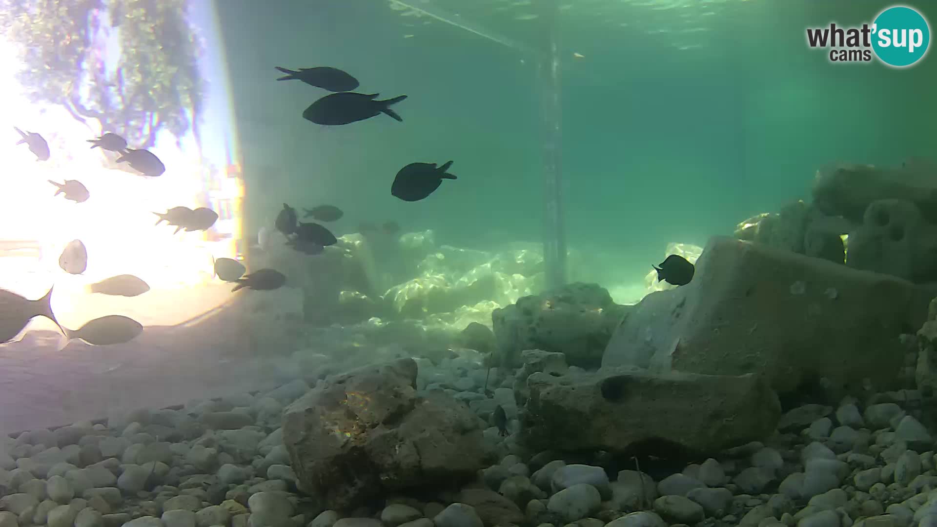 Aquario marino esterno –  Rogoznica livecam Croazia