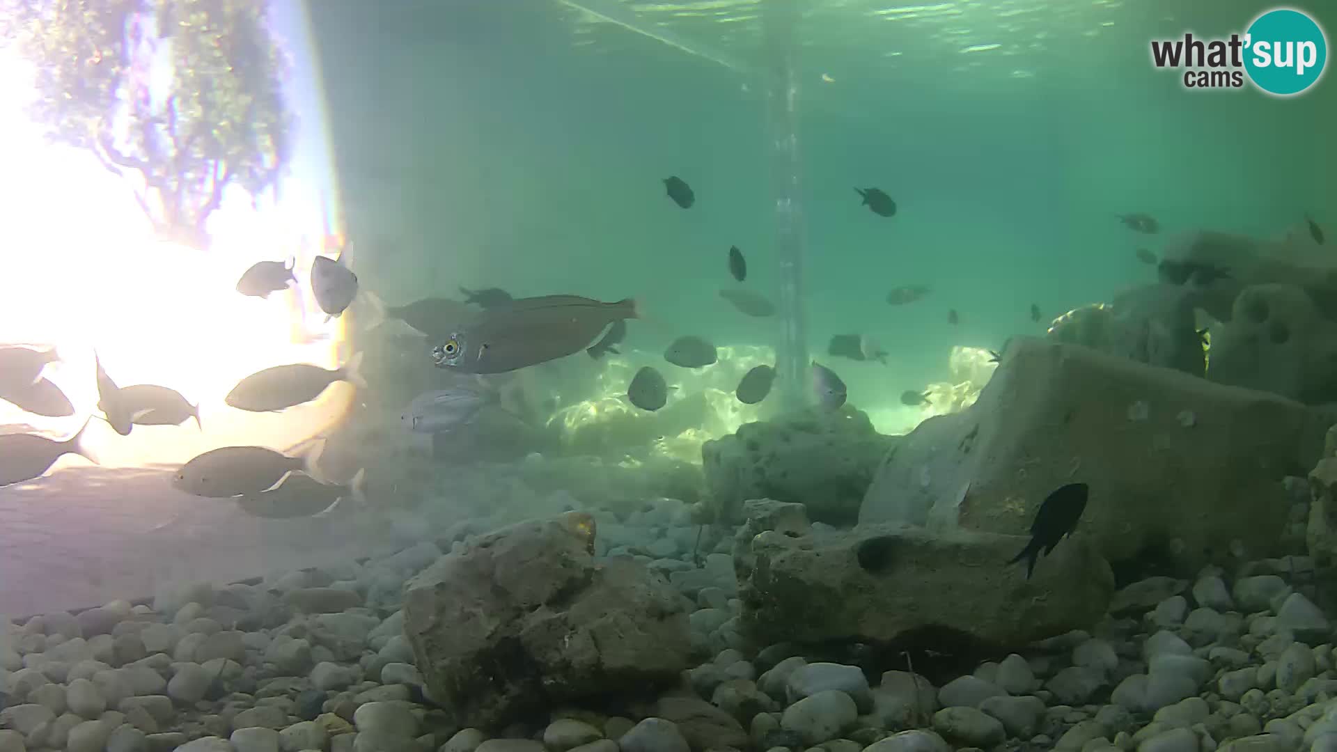 Acuario marino al aire libre Rogoznica webcam Croacia