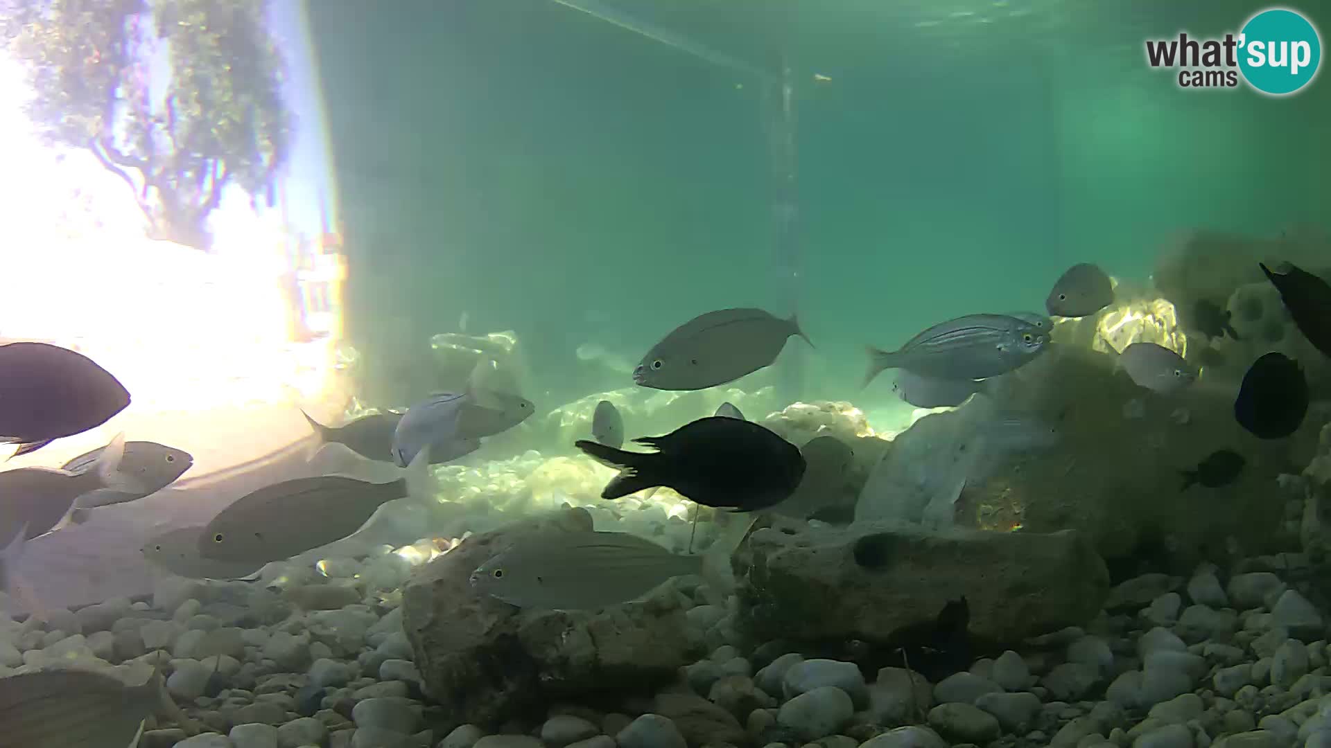 Zunanji morski akvarij Rogoznica spletna kamera Hrvaška