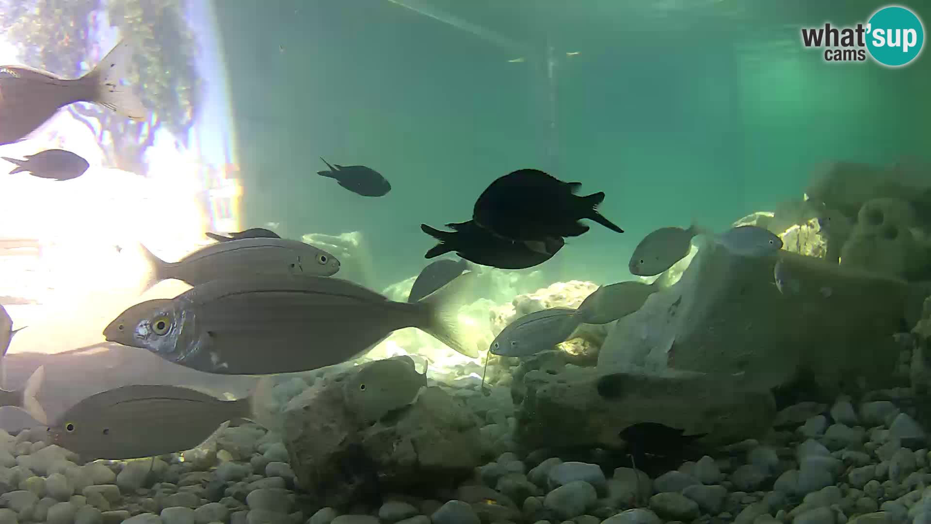 Zunanji morski akvarij Rogoznica spletna kamera Hrvaška