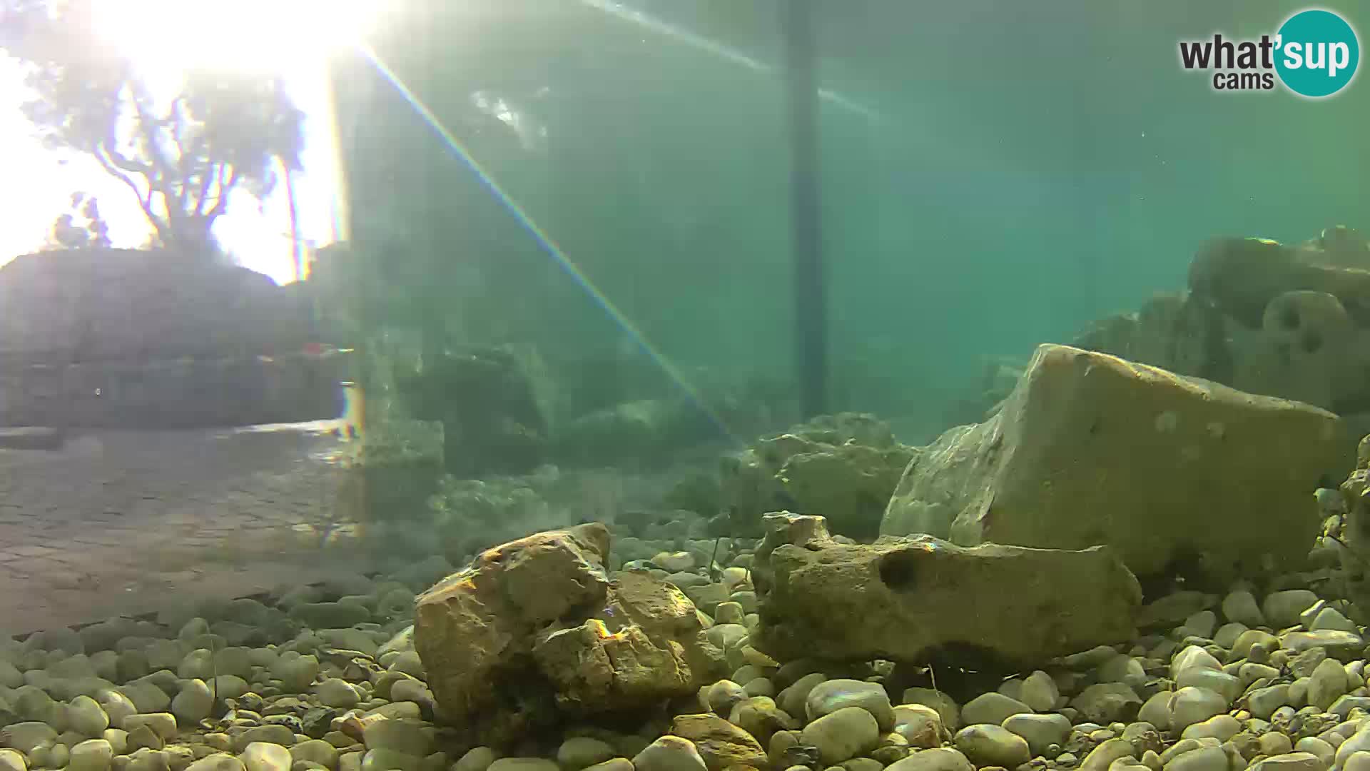 Webcam de l’aquarium marin extérieur de Rogoznica Croatie