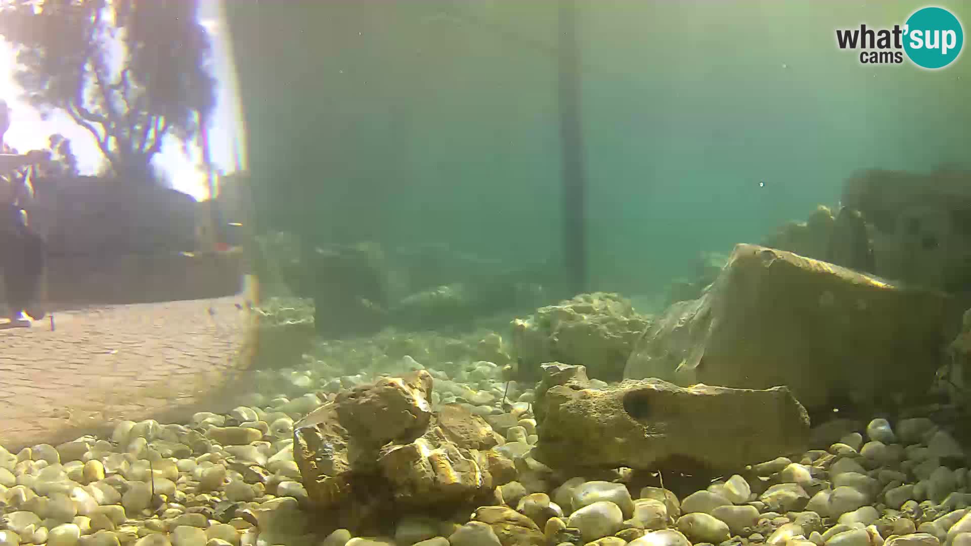 Webcam de l’aquarium marin extérieur de Rogoznica Croatie