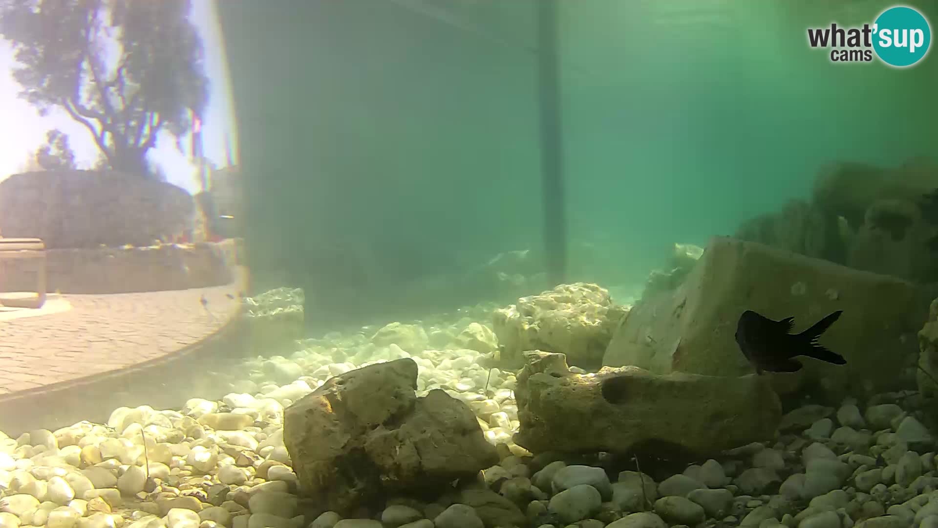 Outdoor Marine Aquarium Rogoznica webcam Croatia