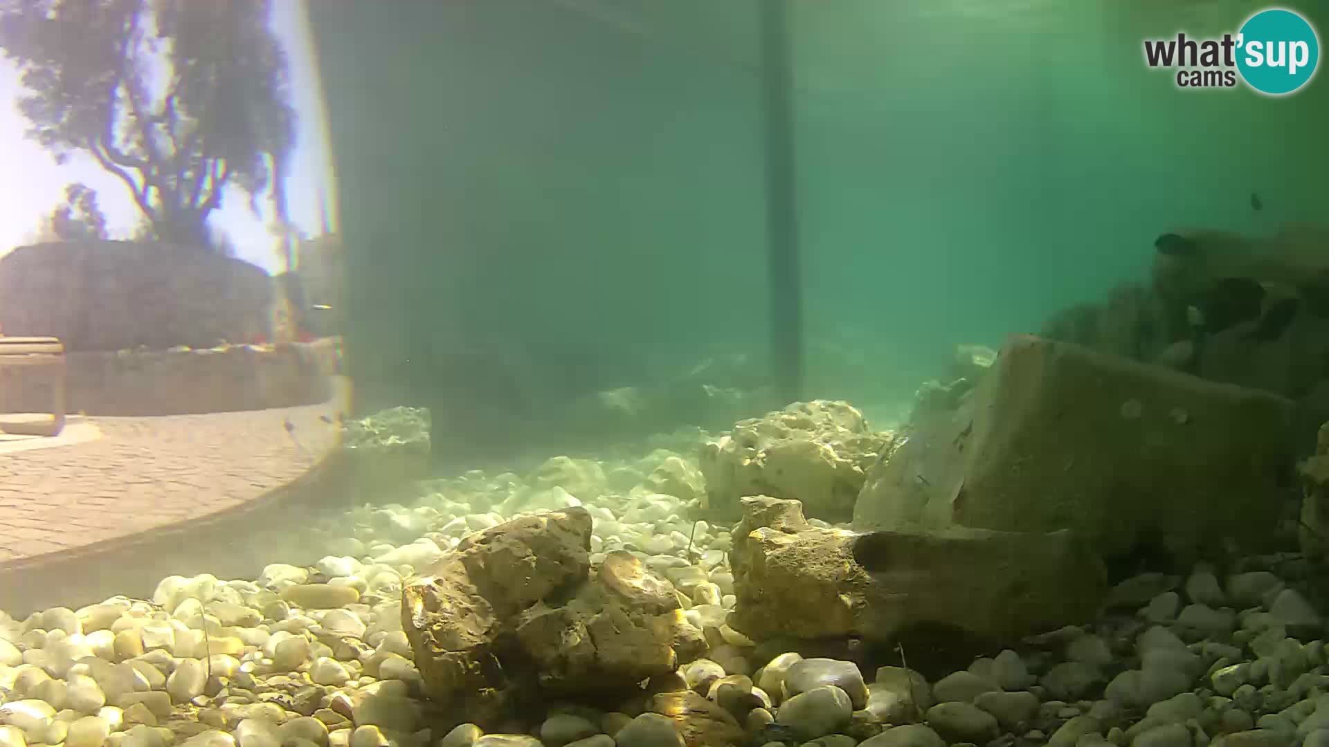 Acuario marino al aire libre Rogoznica webcam Croacia