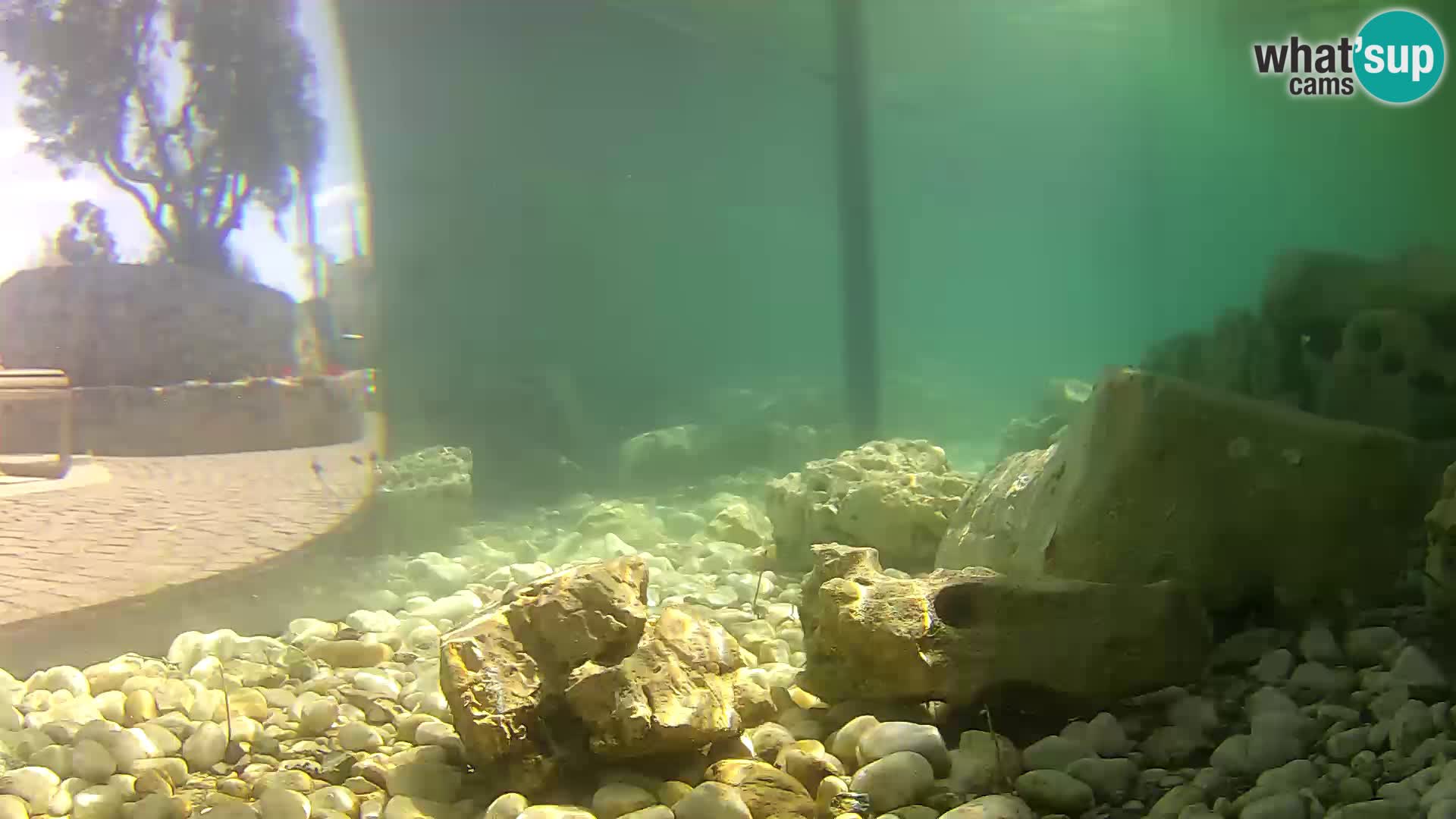 Aquario marino esterno –  Rogoznica livecam Croazia