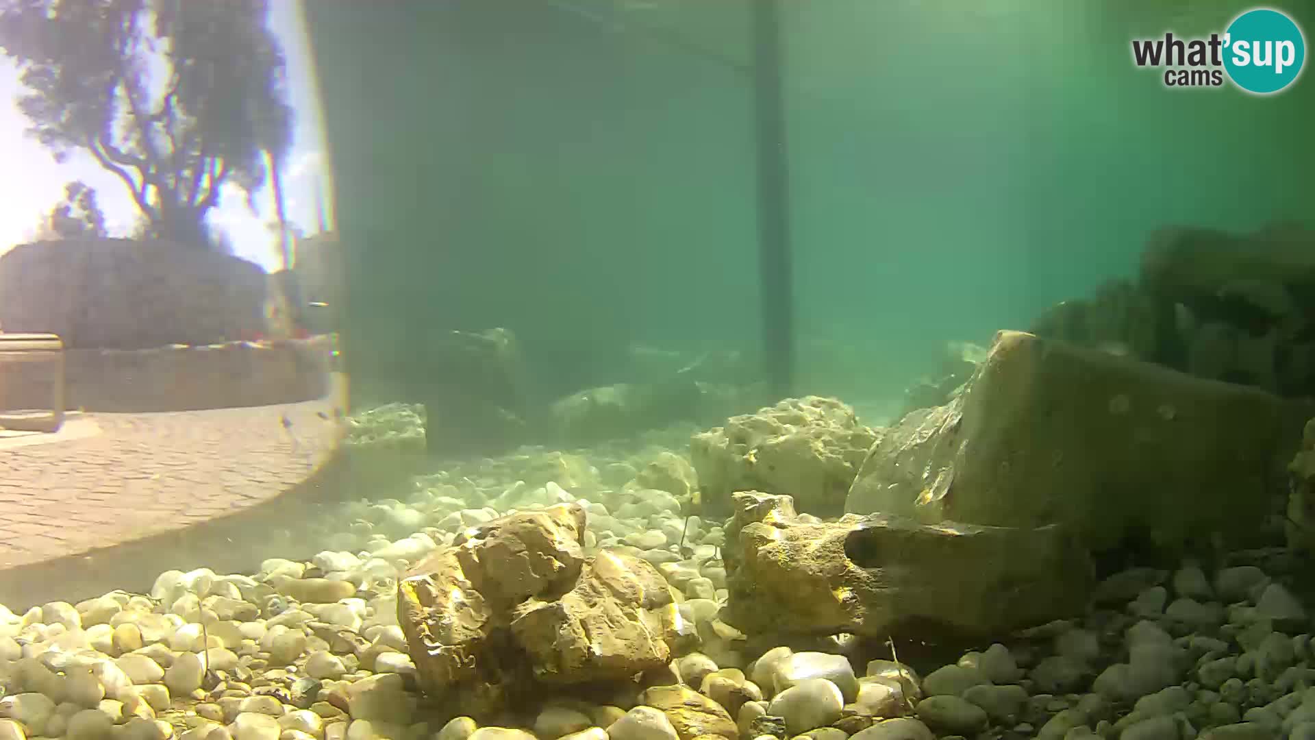 Aquario marino esterno –  Rogoznica livecam Croazia