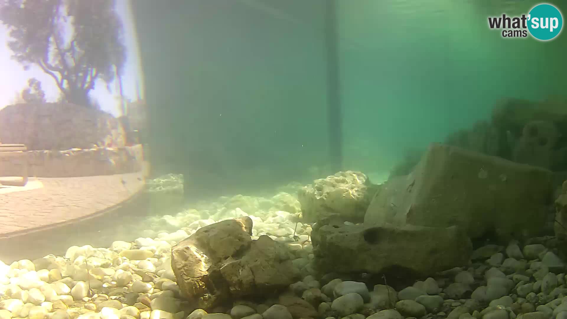 Zunanji morski akvarij Rogoznica spletna kamera Hrvaška