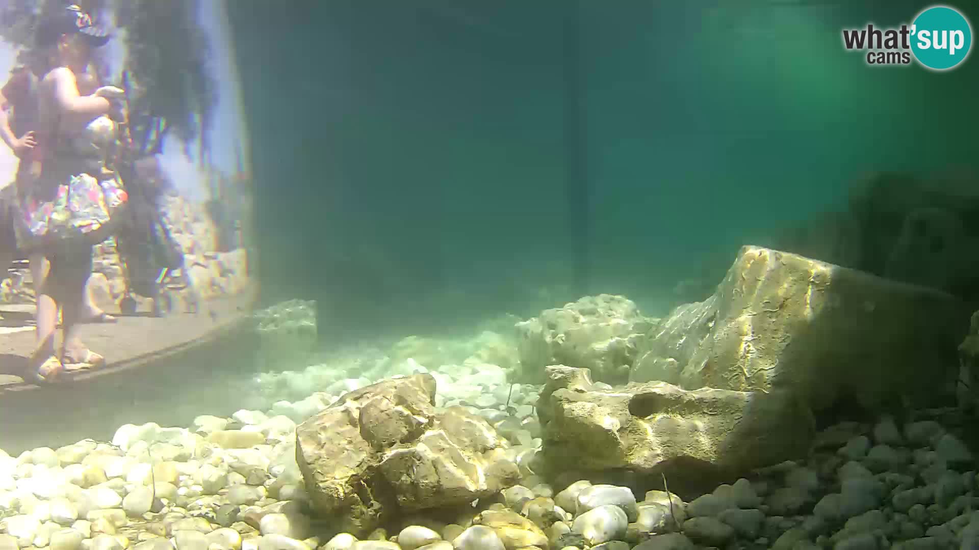 Acuario marino al aire libre Rogoznica webcam Croacia