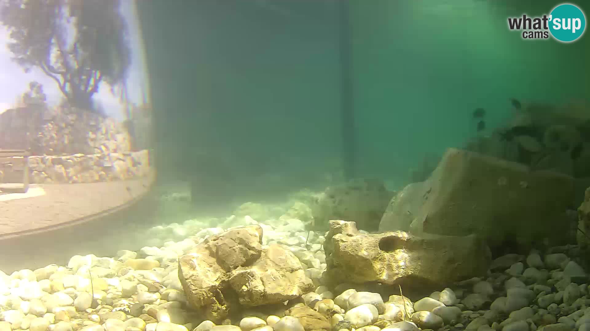Webcam de l’aquarium marin extérieur de Rogoznica Croatie