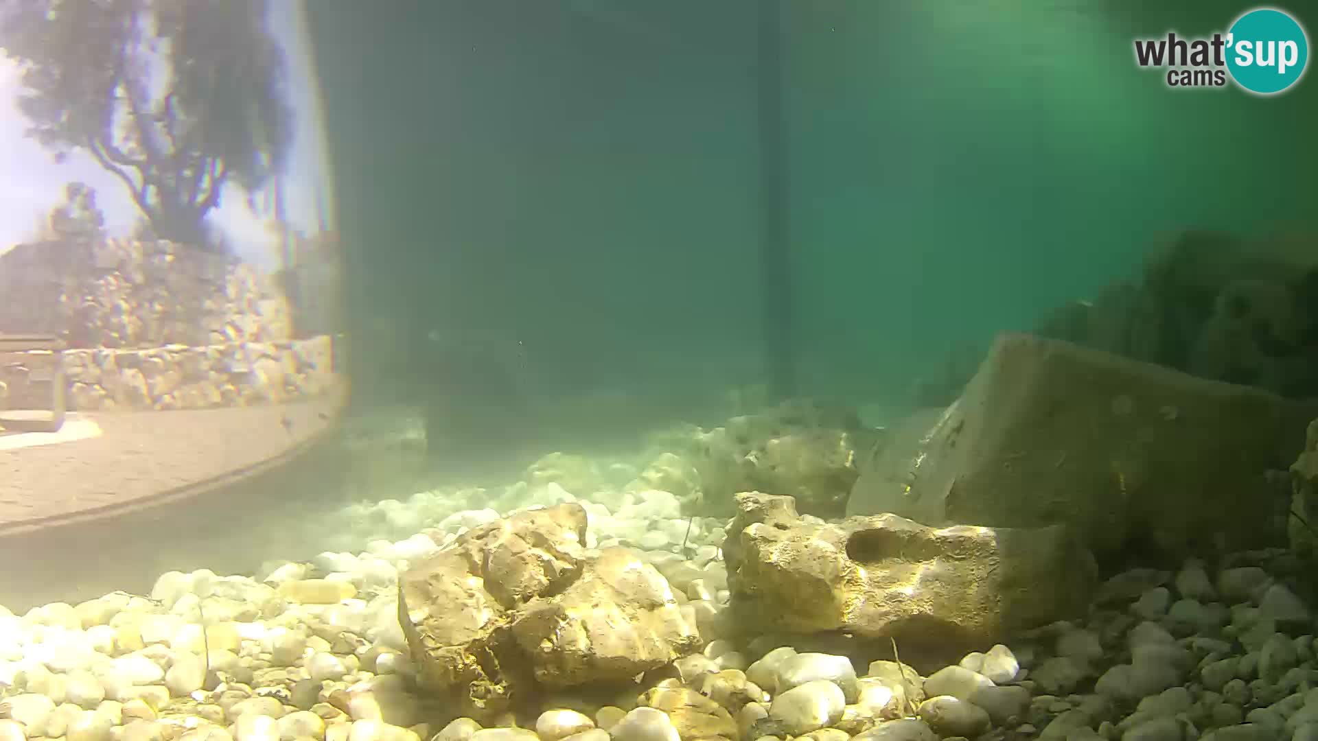 Aquario marino esterno –  Rogoznica livecam Croazia