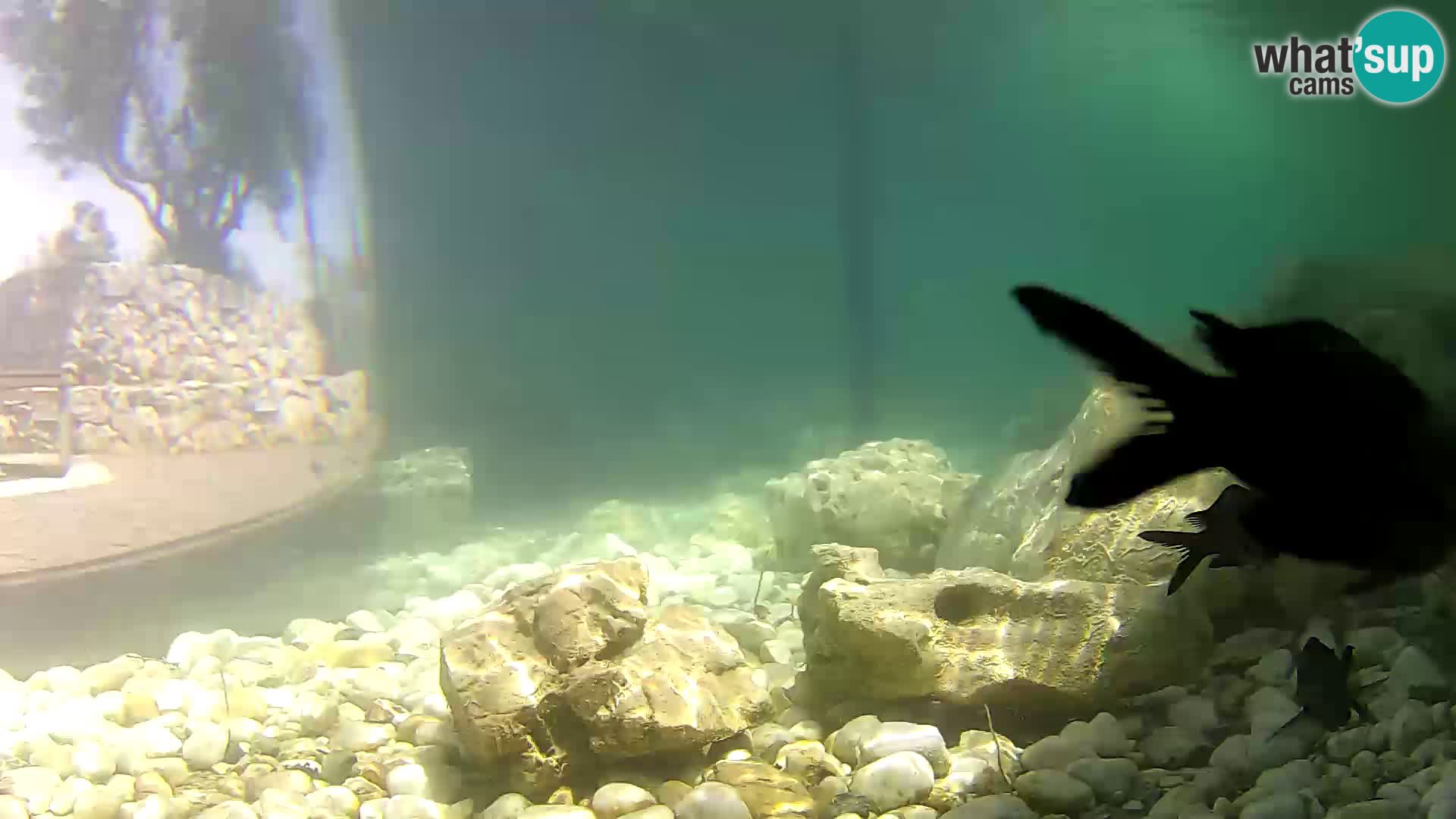 Acuario marino al aire libre Rogoznica webcam Croacia
