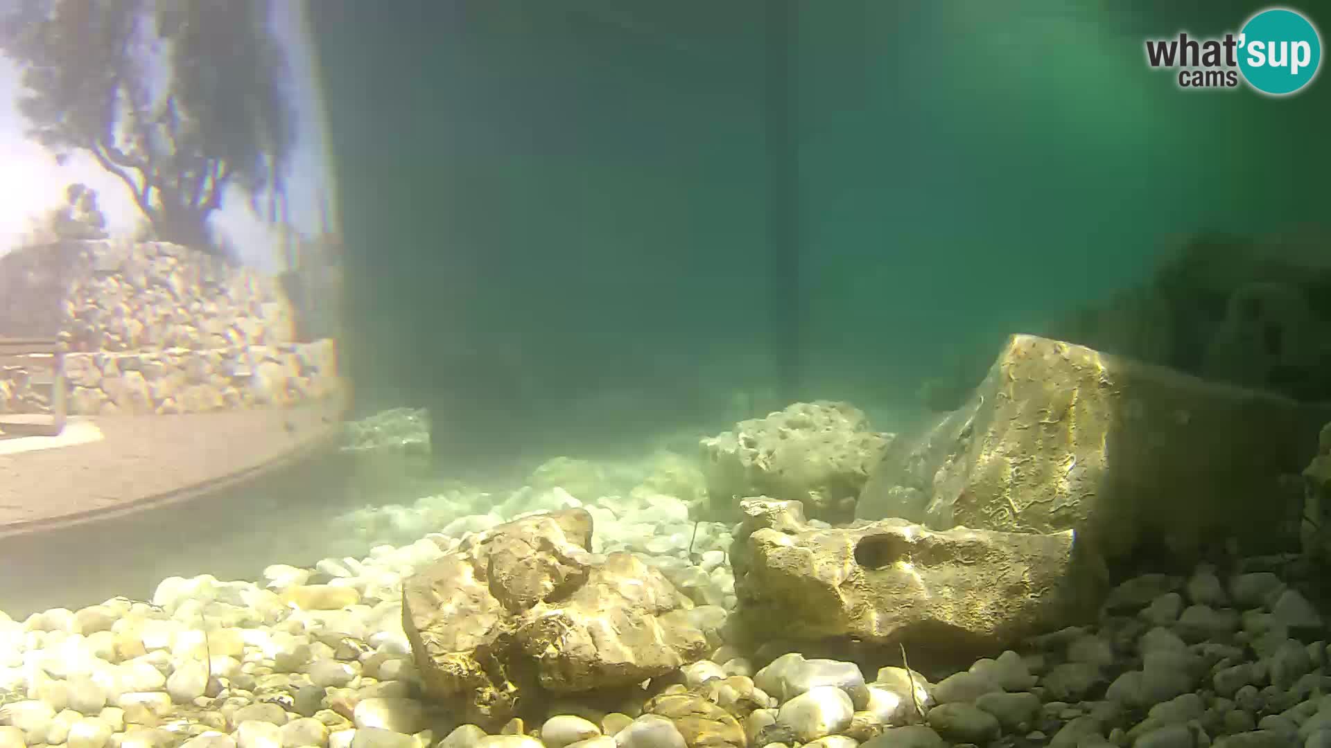 Webcam de l’aquarium marin extérieur de Rogoznica Croatie