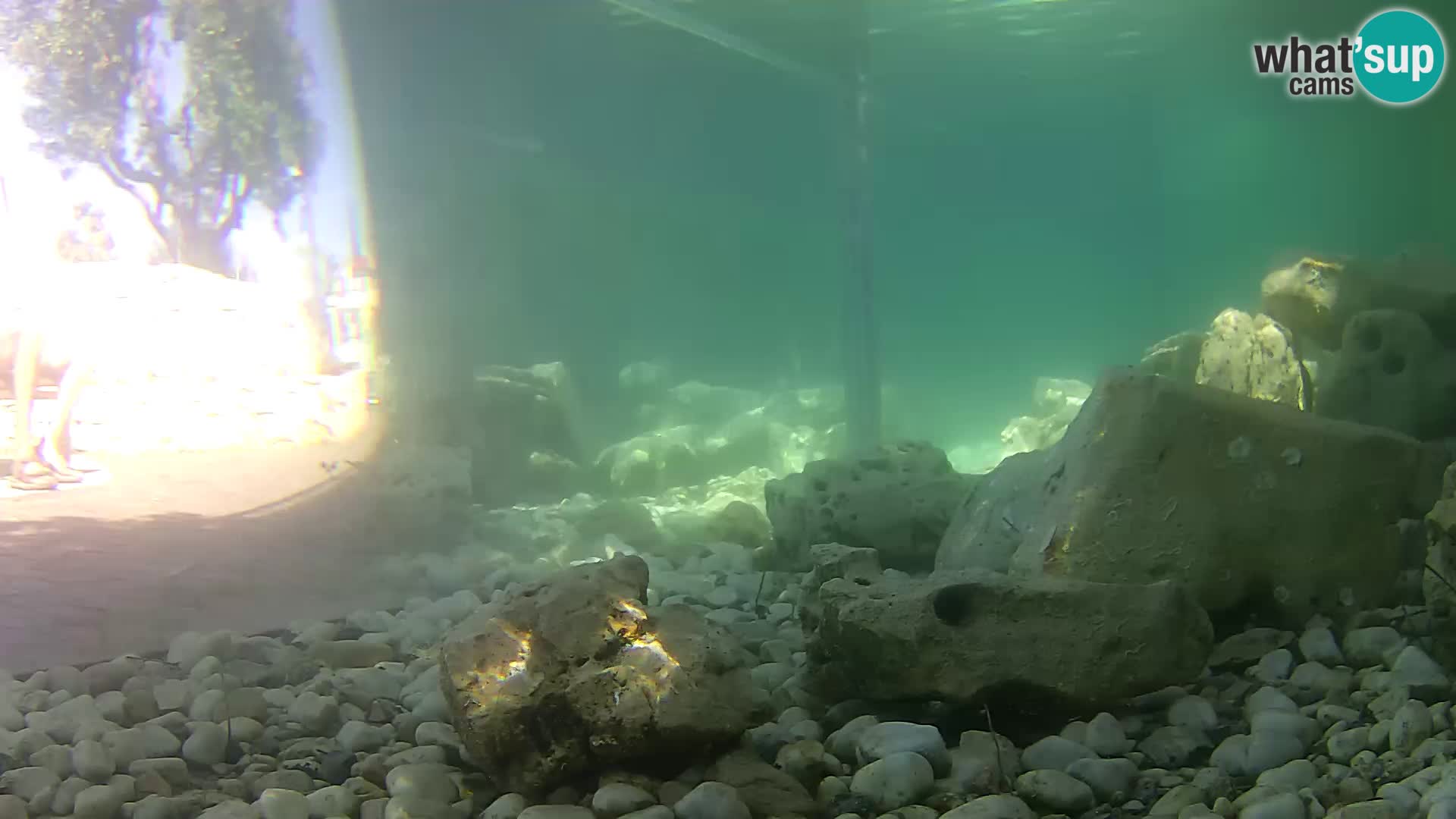 Acuario marino al aire libre Rogoznica webcam Croacia