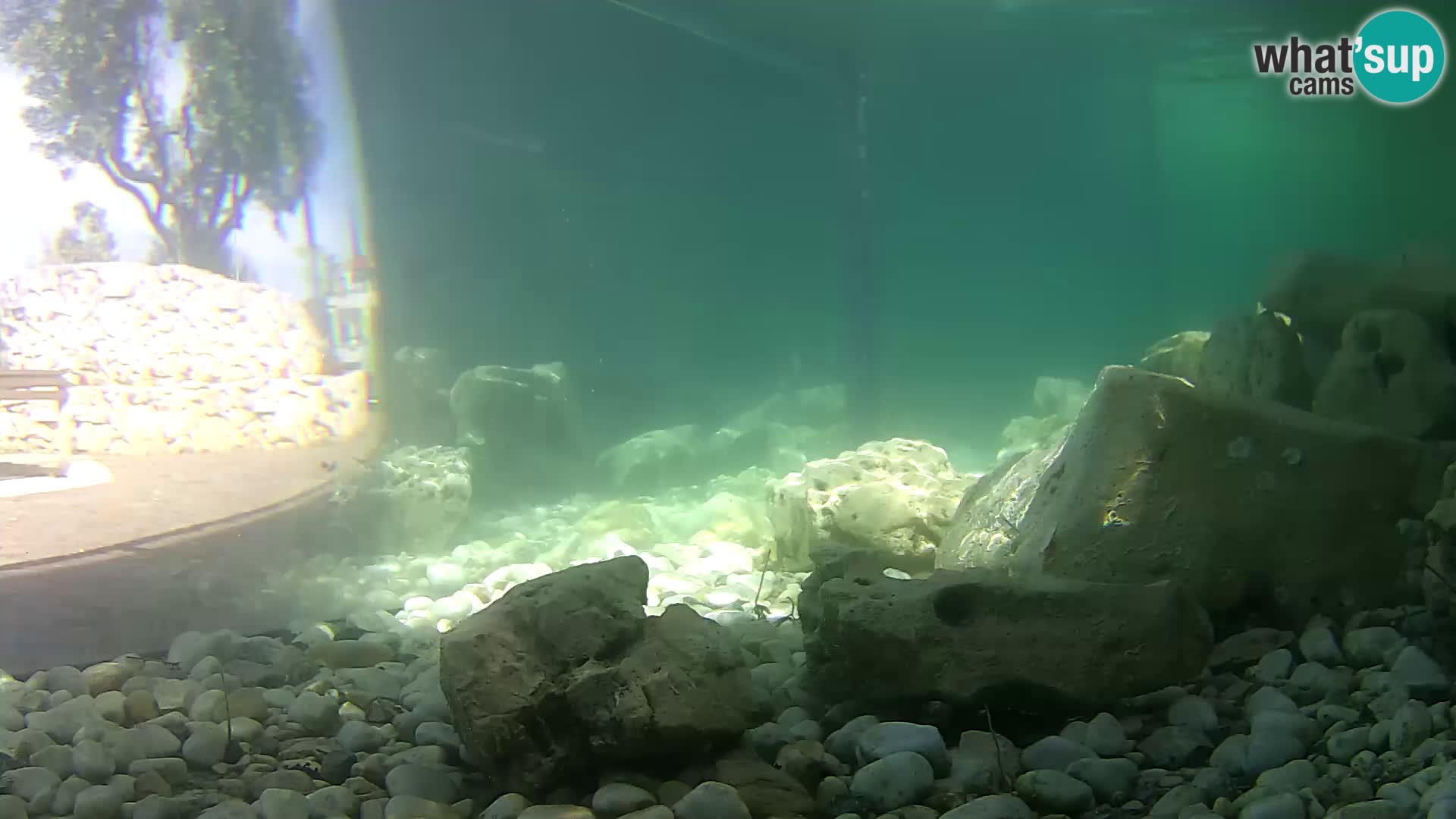 Zunanji morski akvarij Rogoznica spletna kamera Hrvaška