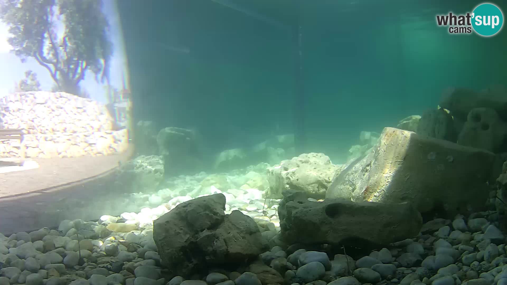 Acuario marino al aire libre Rogoznica webcam Croacia