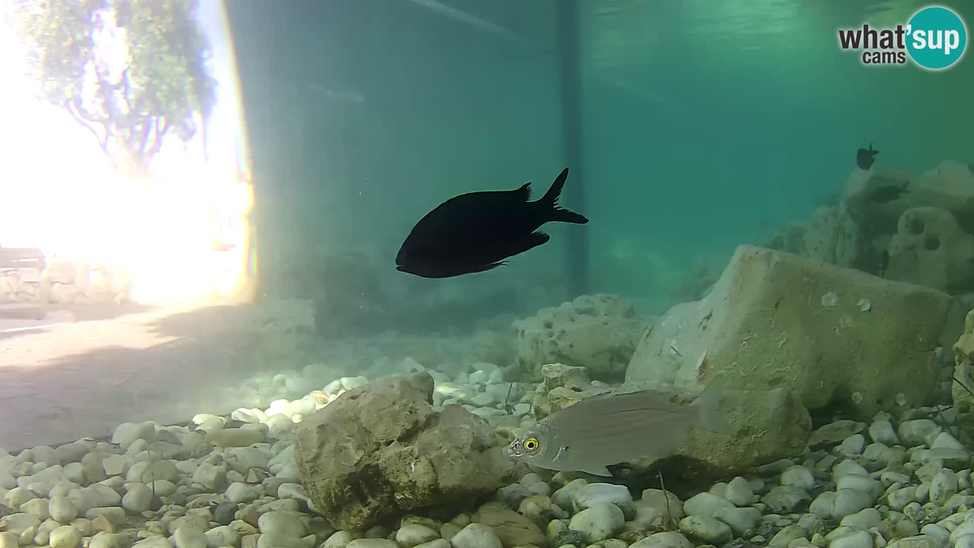 Webcam de l’aquarium marin extérieur de Rogoznica Croatie