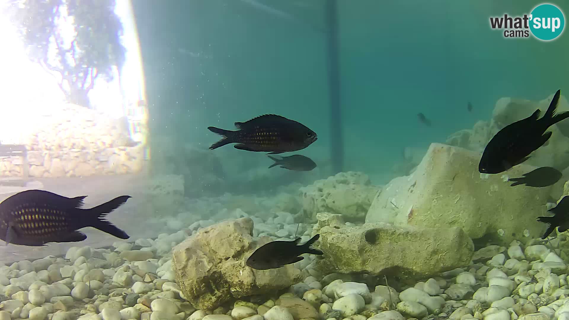 Webcam de l’aquarium marin extérieur de Rogoznica Croatie