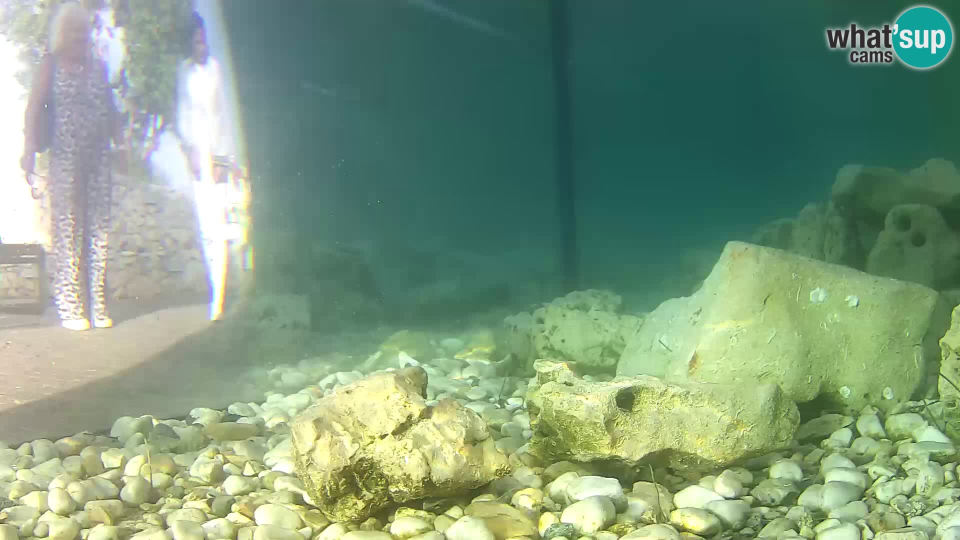 Webcam de l’aquarium marin extérieur de Rogoznica Croatie