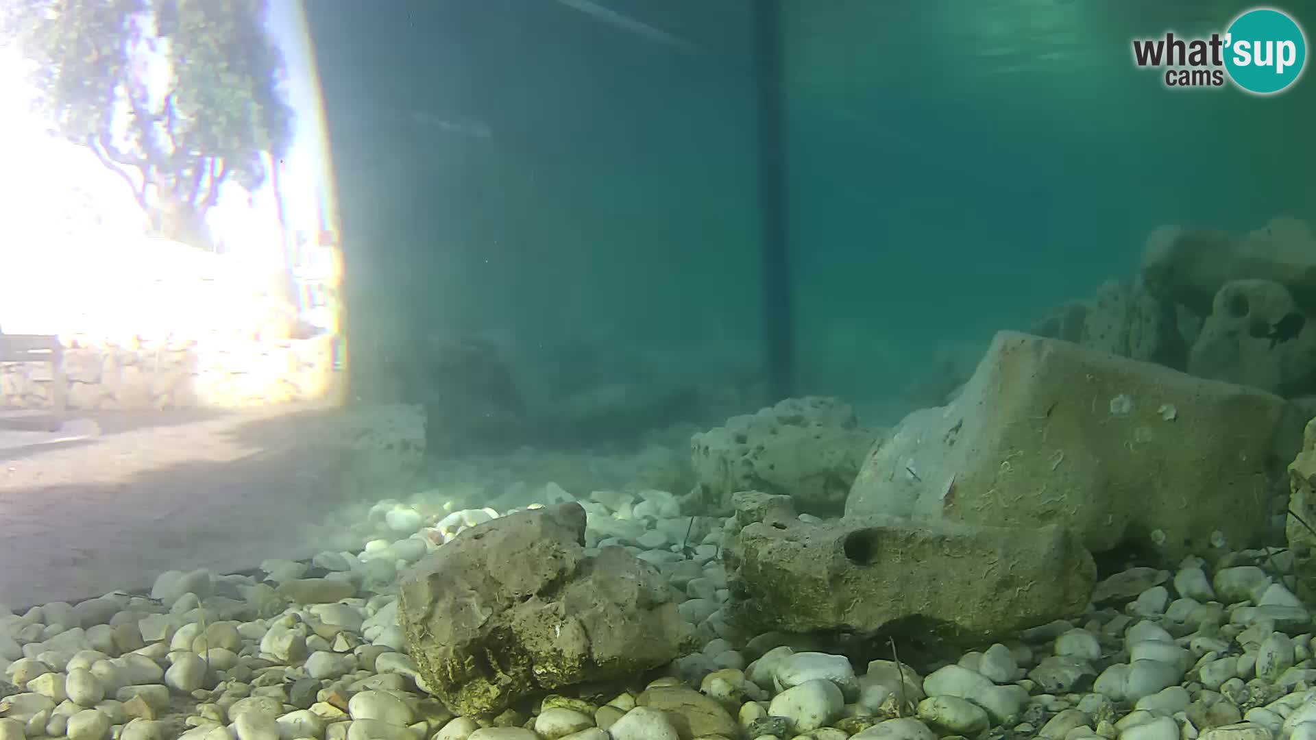 Zunanji morski akvarij Rogoznica spletna kamera Hrvaška