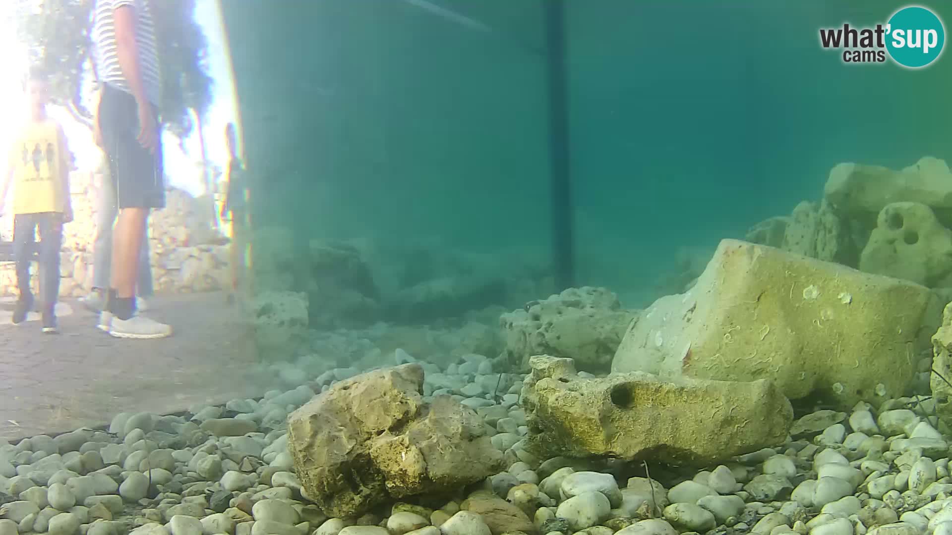 Acuario marino al aire libre Rogoznica webcam Croacia