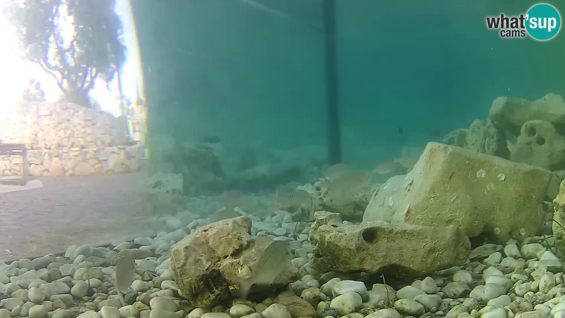 Aquario marino esterno –  Rogoznica livecam Croazia