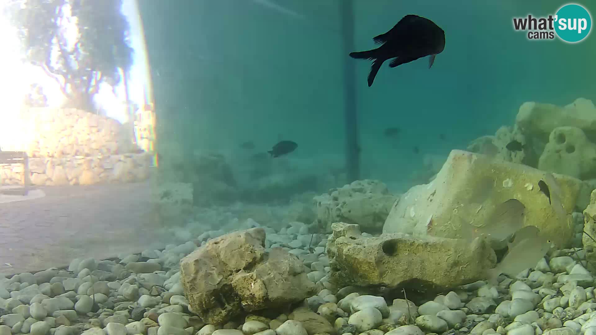 Marine Aquarium im Freien Rogoznica webcam Kroatien