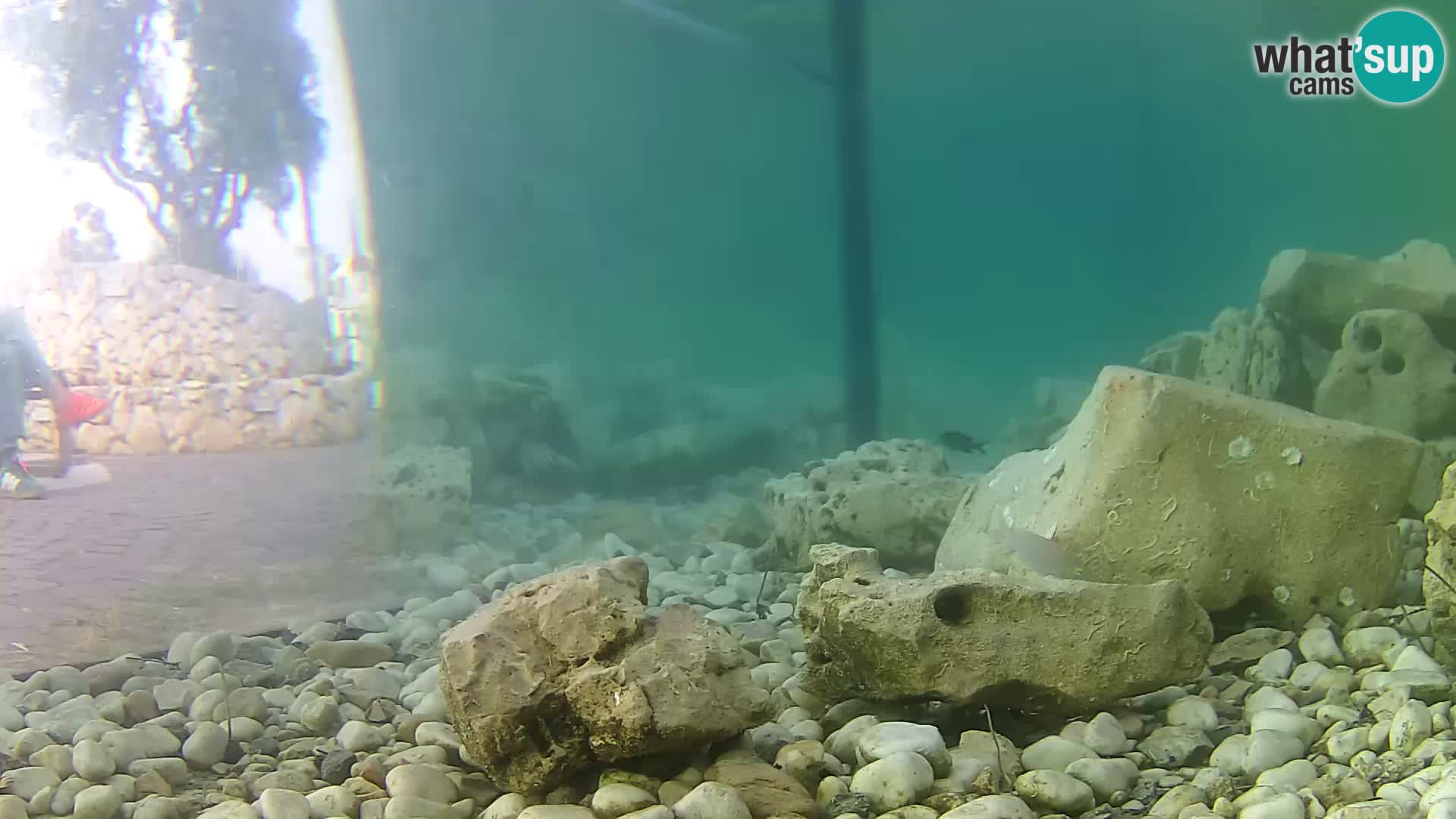 Outdoor Marine Aquarium Rogoznica webcam Croatia
