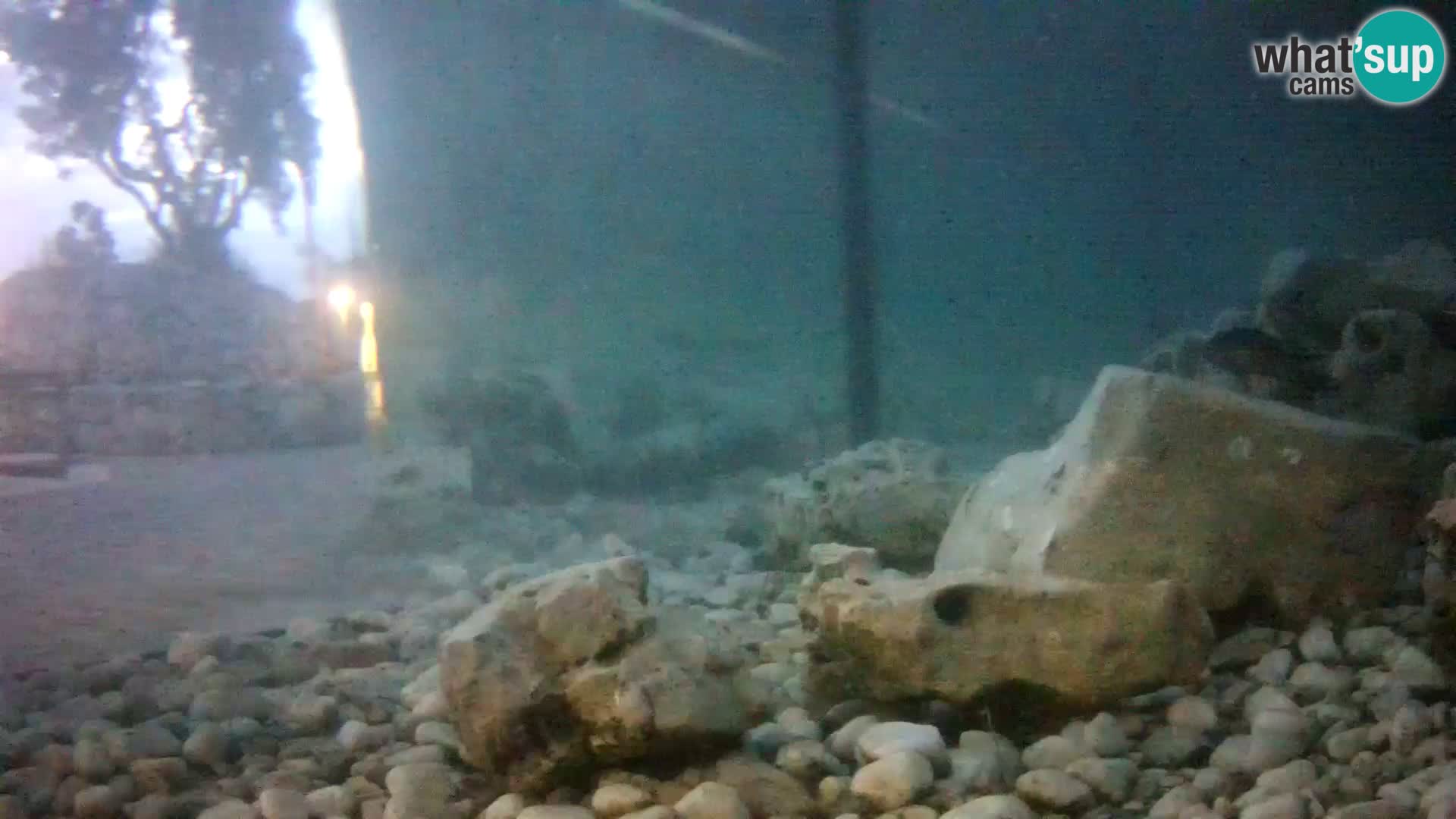 Acuario marino al aire libre Rogoznica webcam Croacia