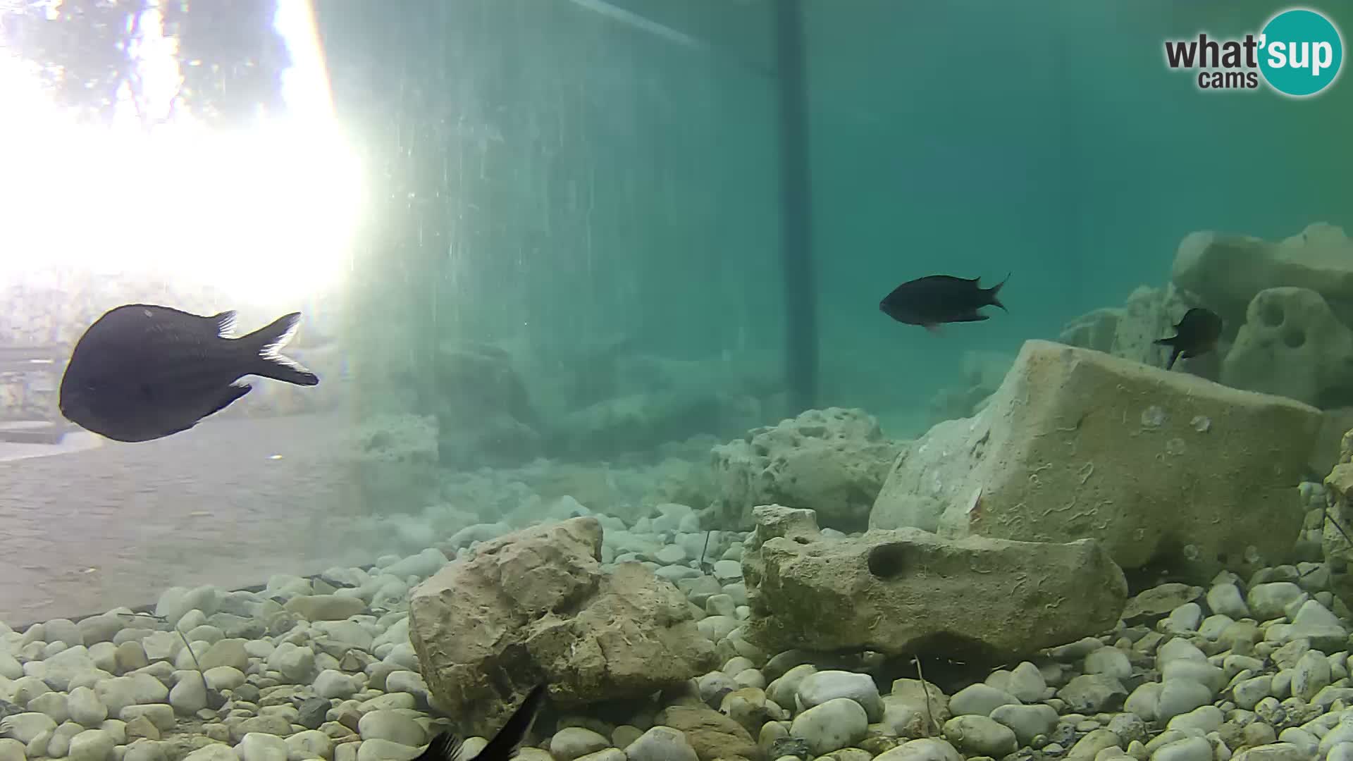 Marine Aquarium im Freien Rogoznica webcam Kroatien