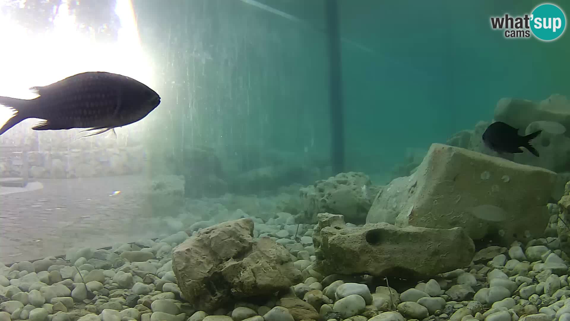 Zunanji morski akvarij Rogoznica spletna kamera Hrvaška
