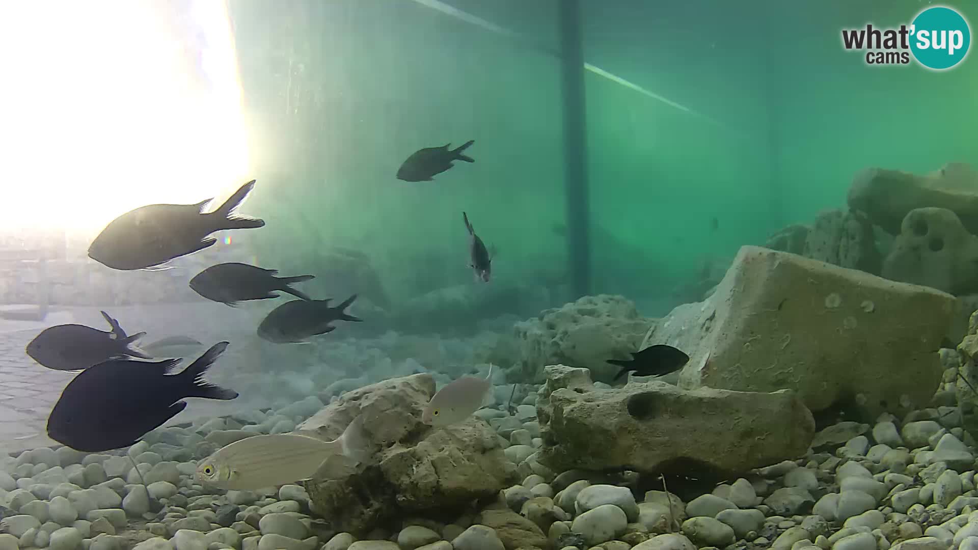 Marine Aquarium im Freien Rogoznica webcam Kroatien