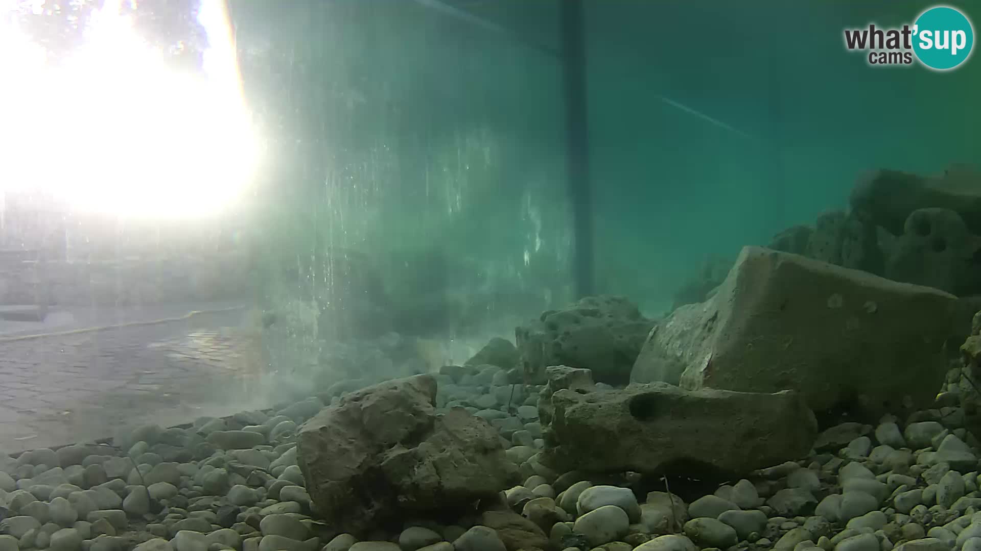 Aquario marino esterno –  Rogoznica livecam Croazia