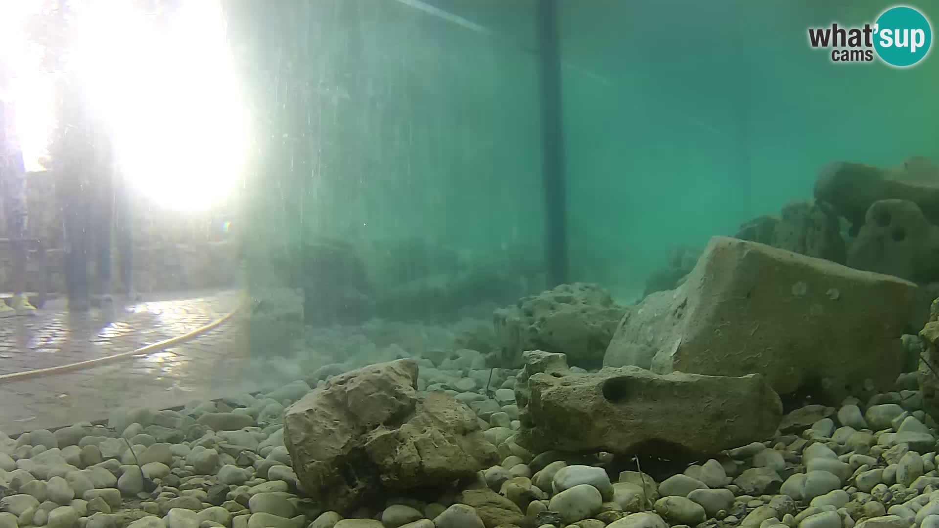 Aquario marino esterno –  Rogoznica livecam Croazia