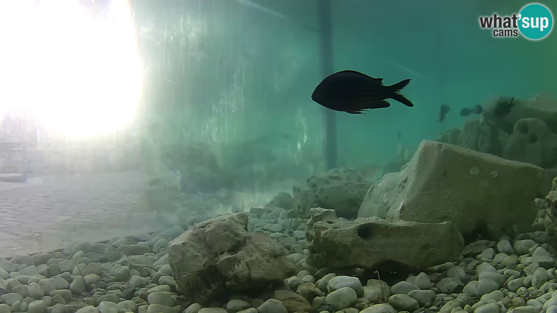Aquario marino esterno –  Rogoznica livecam Croazia