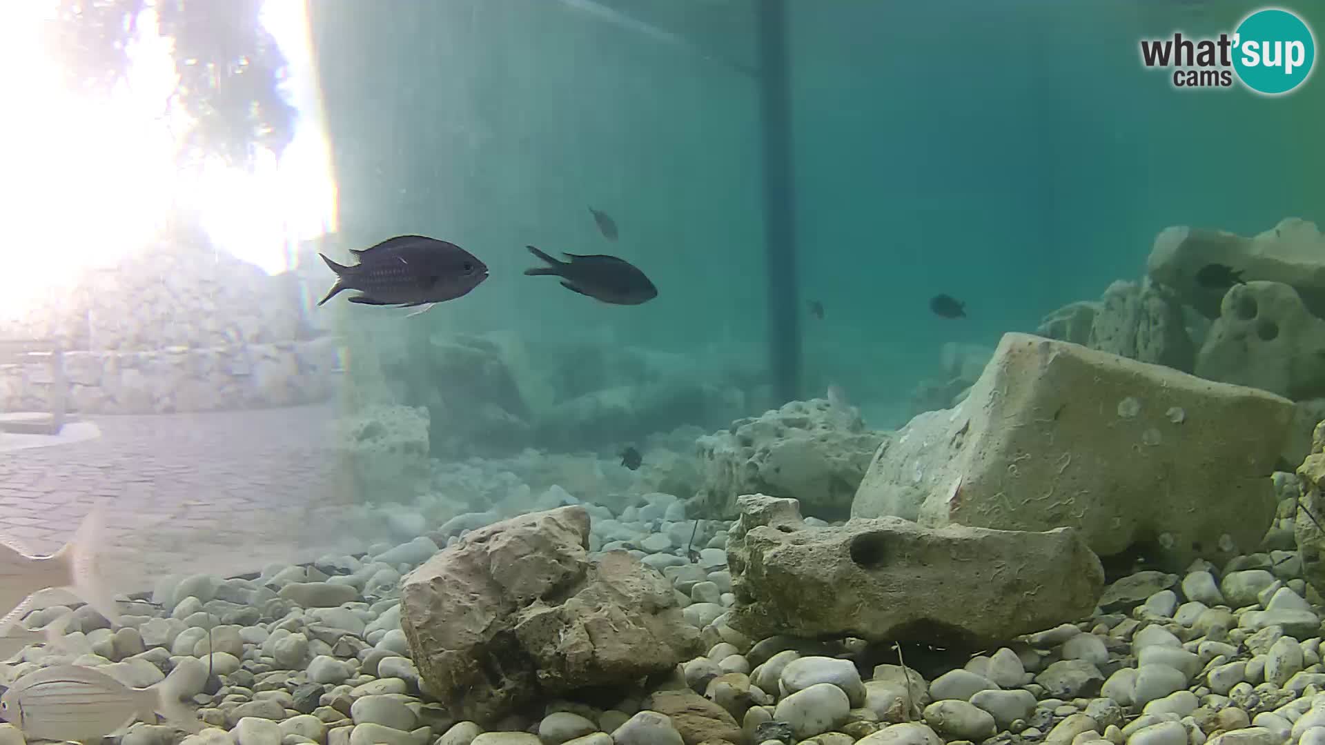 Marine Aquarium im Freien Rogoznica webcam Kroatien