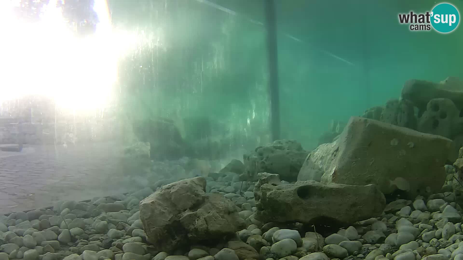 Acuario marino al aire libre Rogoznica webcam Croacia