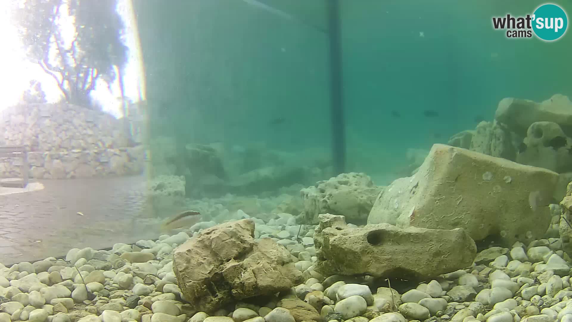 Outdoor Marine Aquarium Rogoznica webcam Croatia
